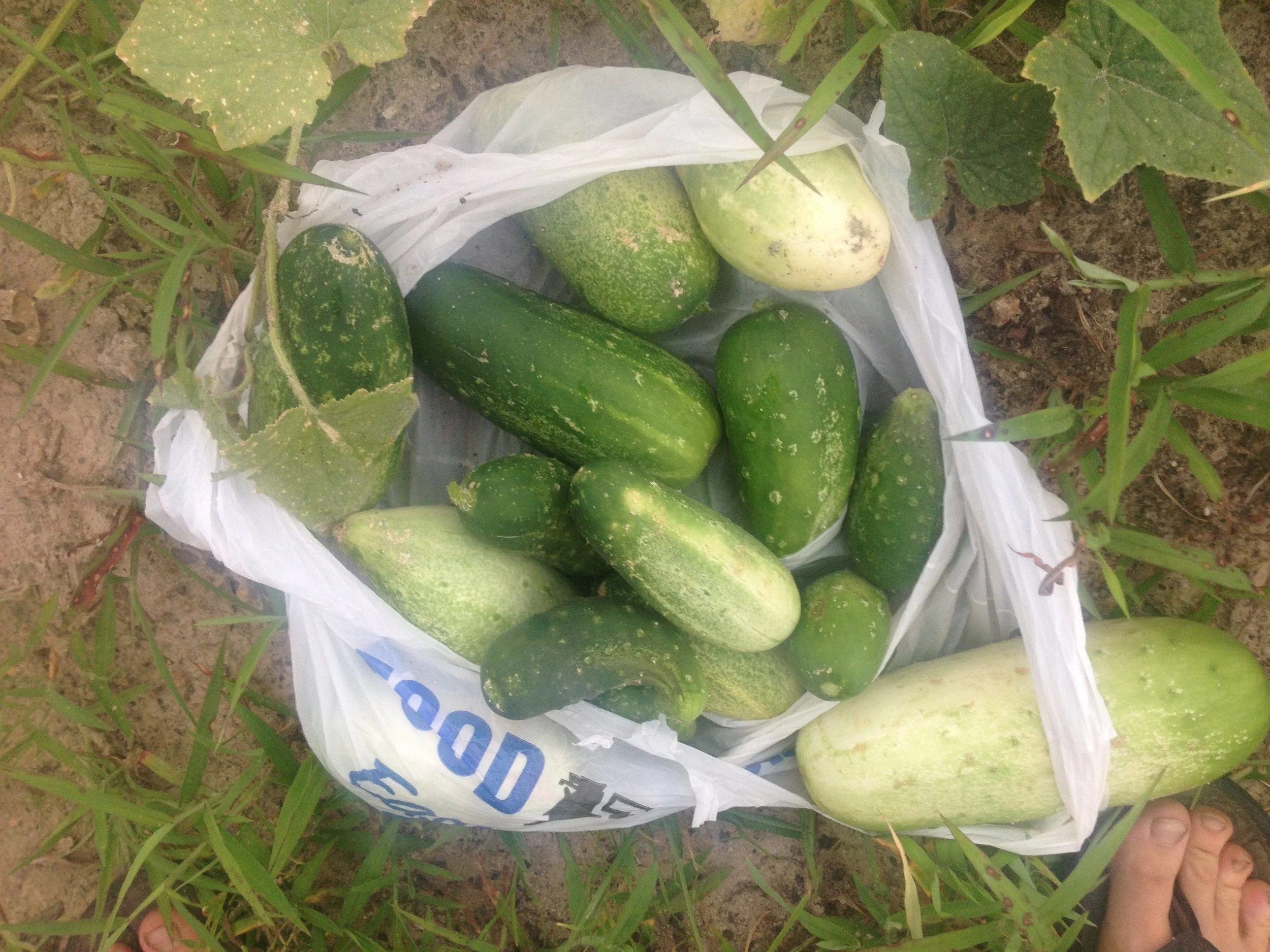 Sand covered cucumbers for pickles.