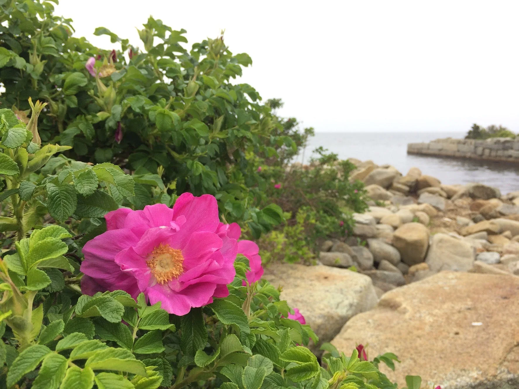 Rosa rugosa . Photo by Megan Matthers of Heart Hand Land.