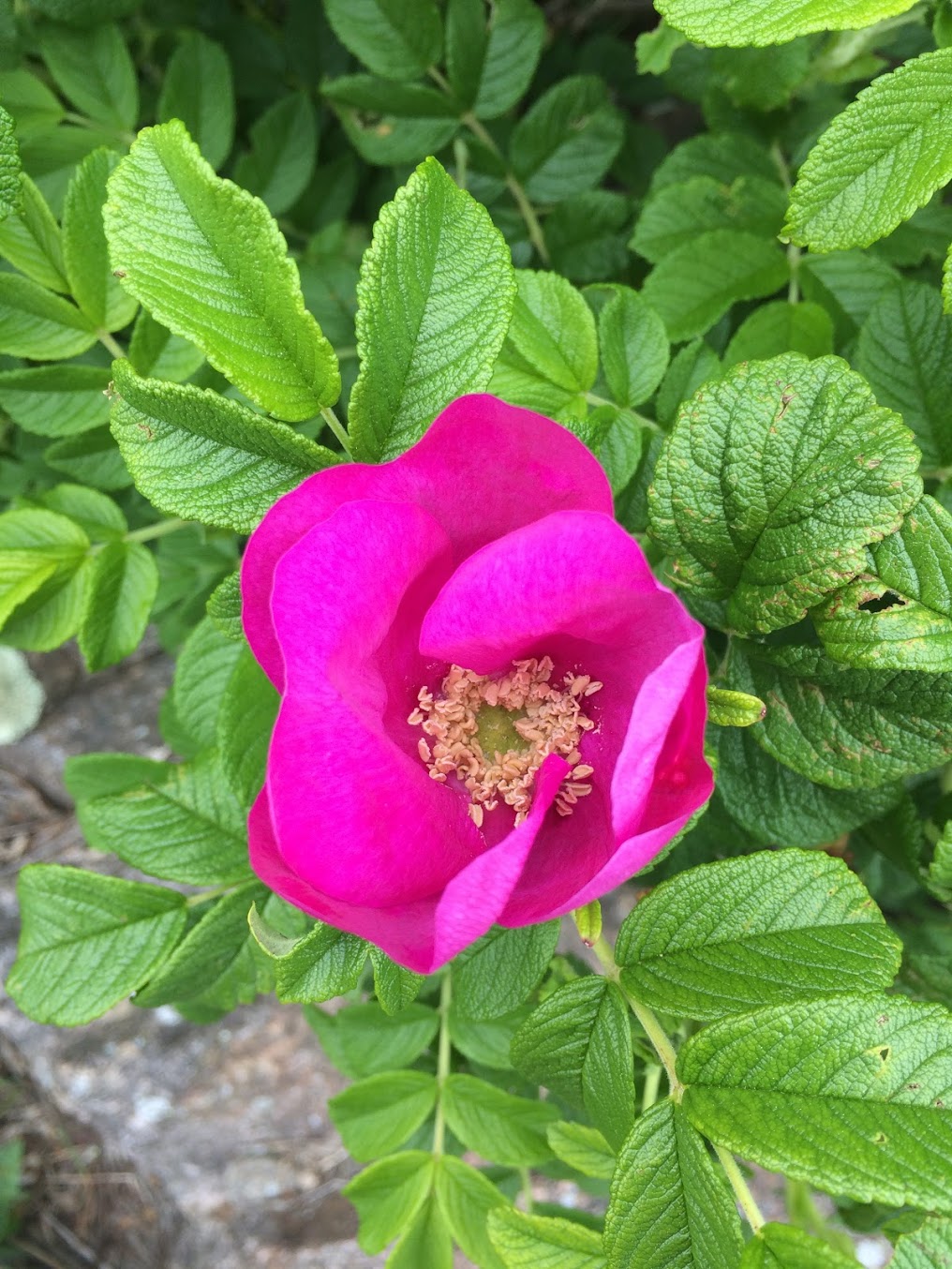 Rosa rugosa. Photo by Megan Matthers of Heart Hand Land.