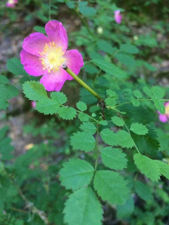 R. woodsii by Rob Bobcats in Samuel P. Taylor Redwood State Park, Marin Co. California.