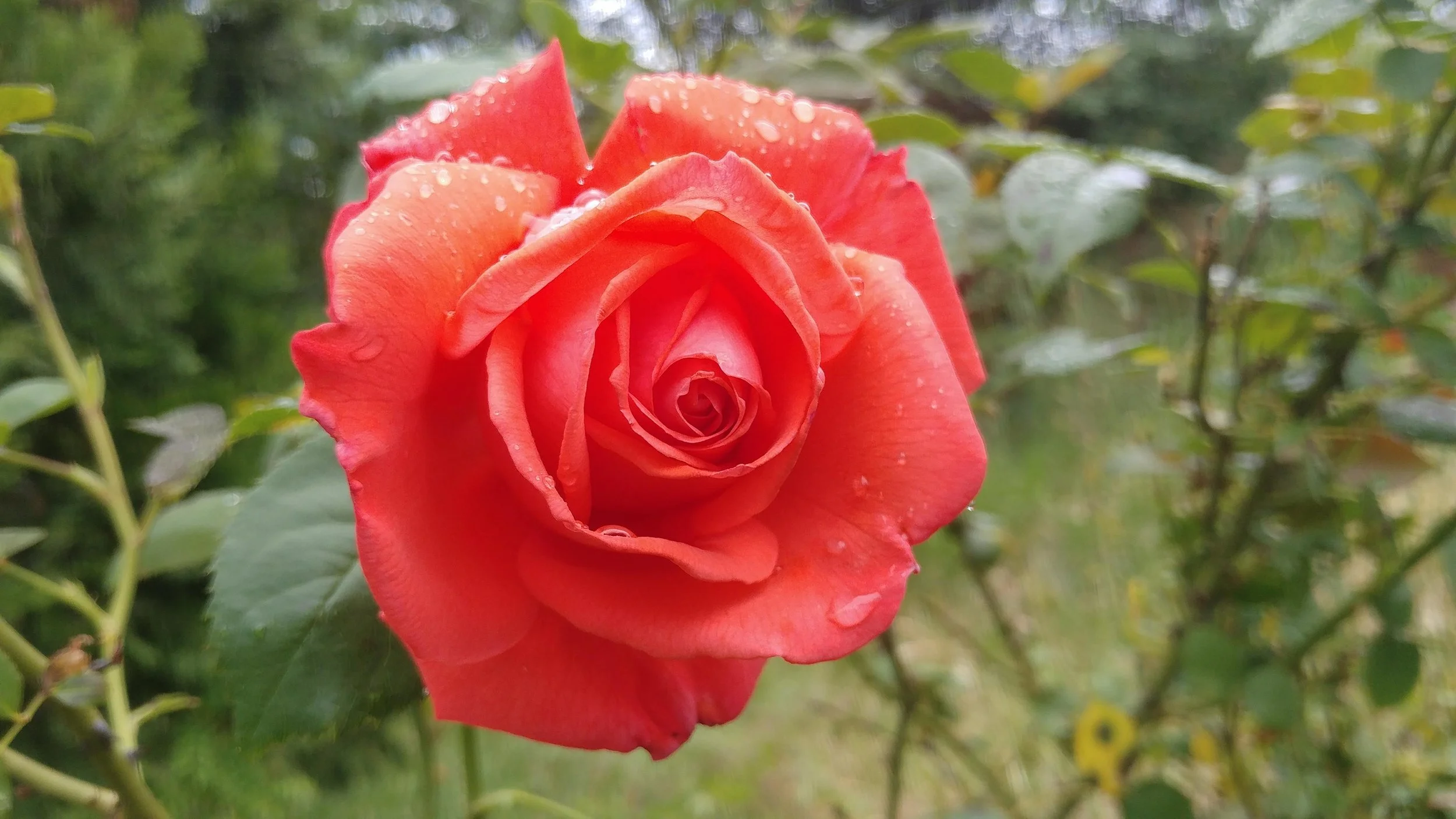 Cultivated Rose species. Photo by Heidy Adams.