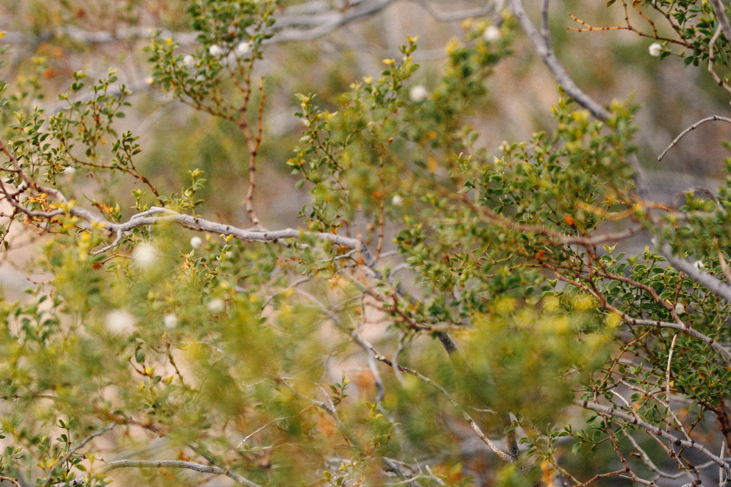 Larrea tridentata near Joshua Tree, CA 2018.