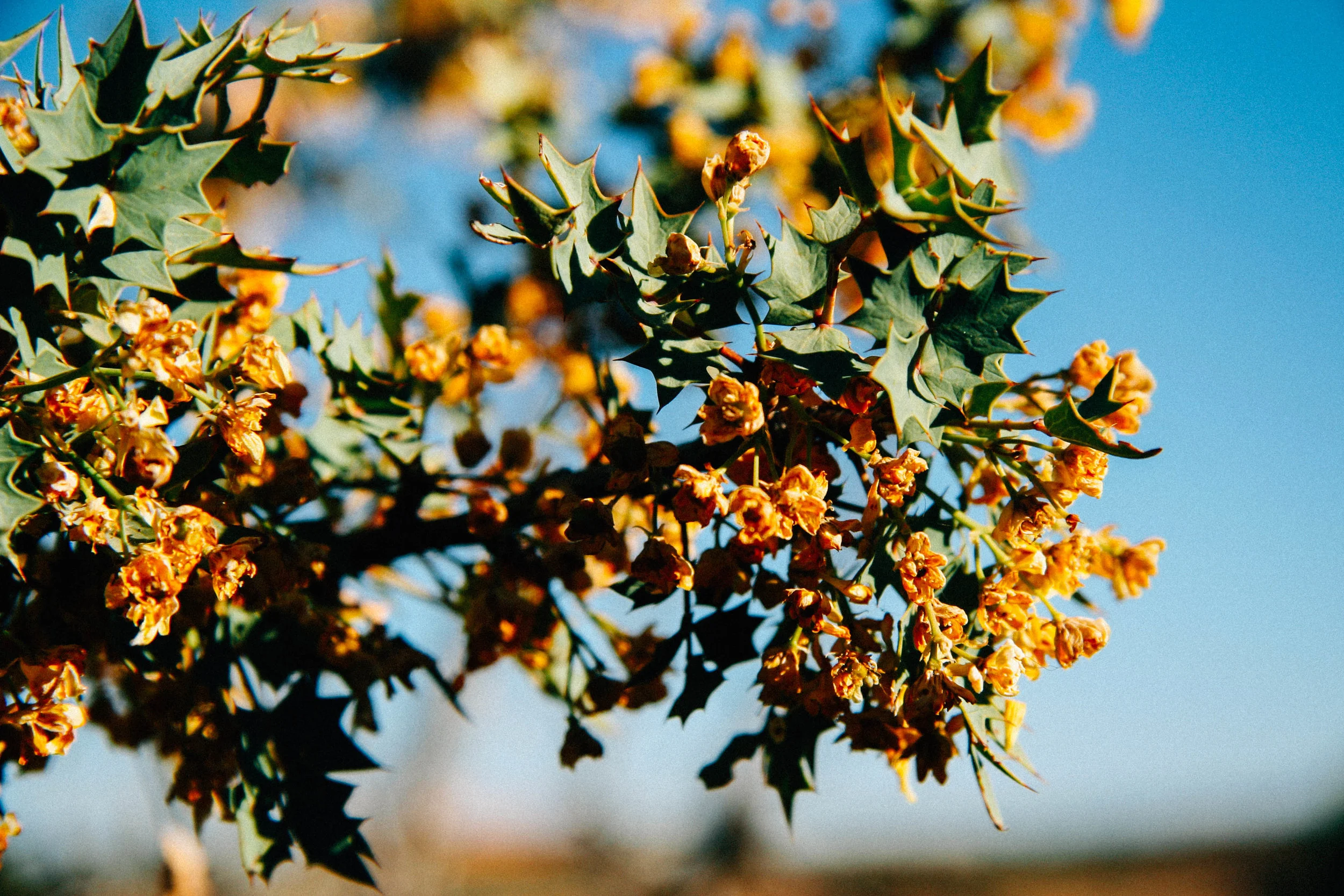 Fremont Barberry, Mahonia fremontii (Berberidaceae)