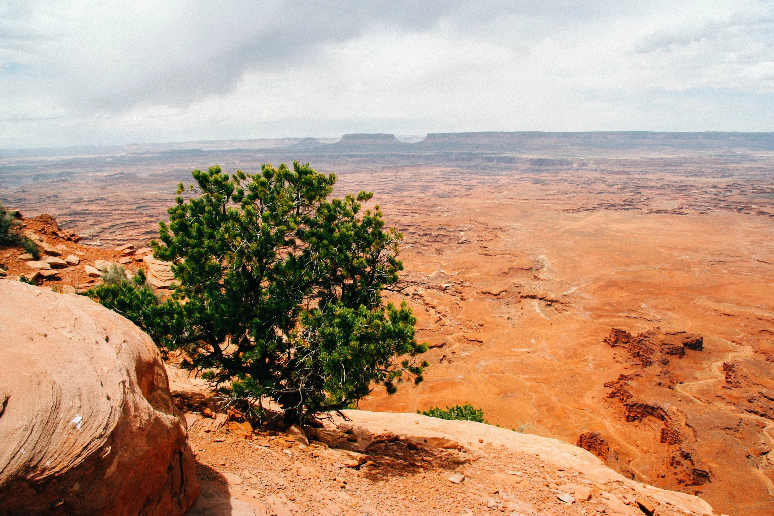 Needles District, Canyonlands National Park, Utah. Two-needled Pinon Pine. Pinus edulis (Pinaceae)