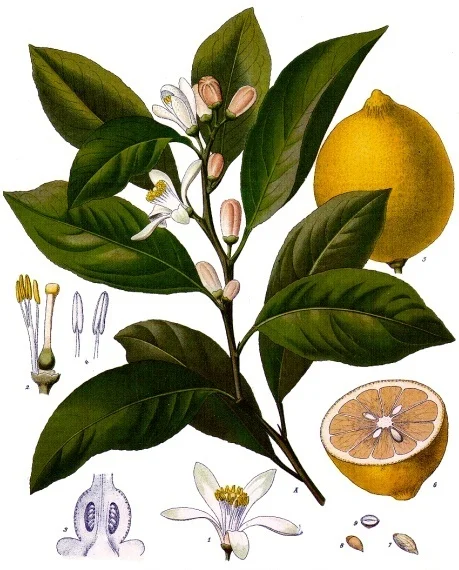 By Franz Eugen Köhler