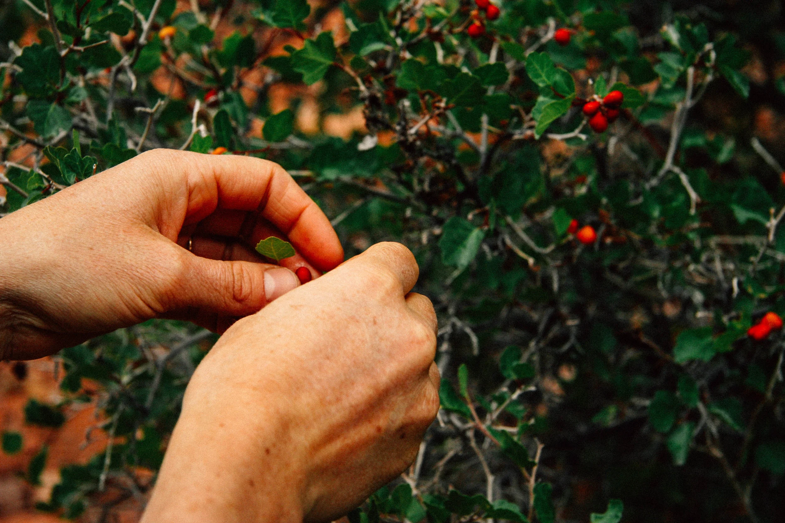With Emily Stock, eating the Vitamin C rich berries of Three-Leafed Sumac, Sourberry, Skunkbush, Rhus trilobata (Anacardiaceae)