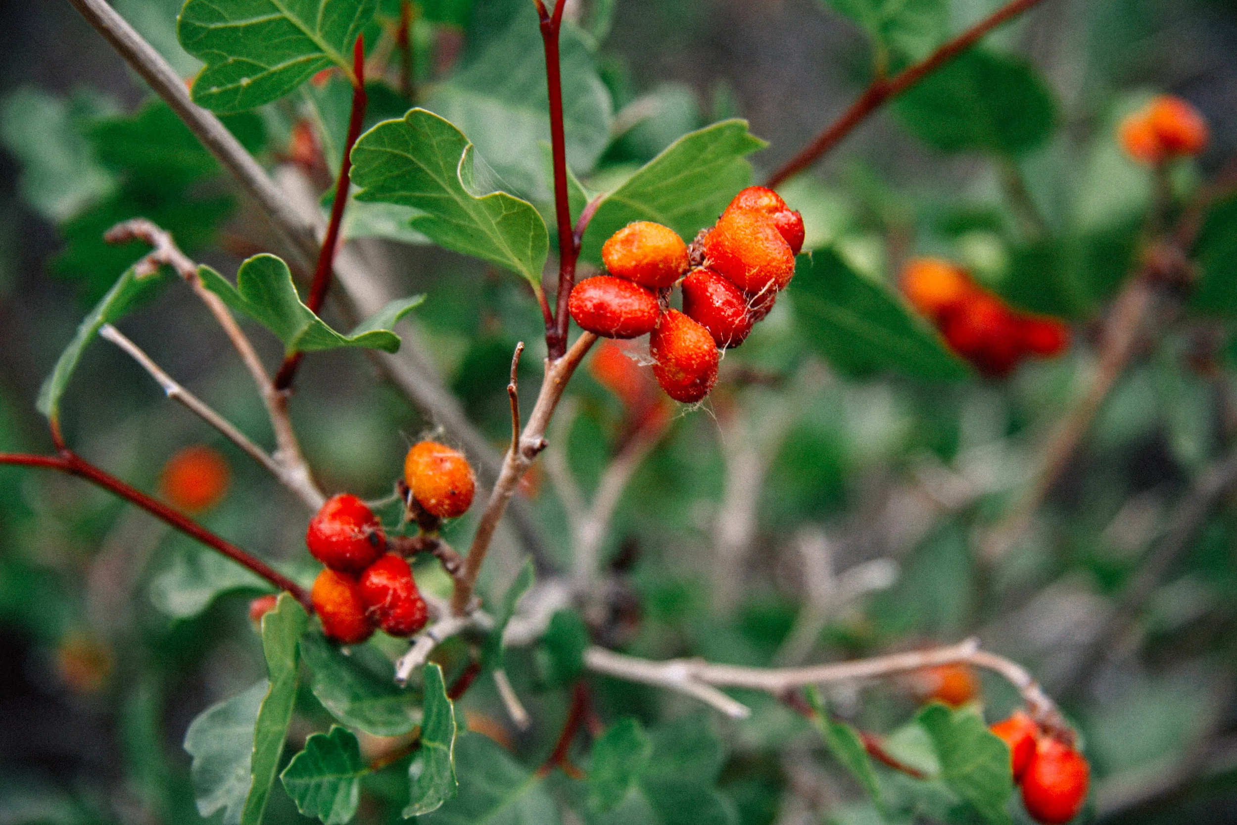 With Emily Stock, eating the Vitamin C rich berries of Three-Leafed Sumac, Sourberry, Skunkbush, Rhus trilobata (Anacardiaceae)