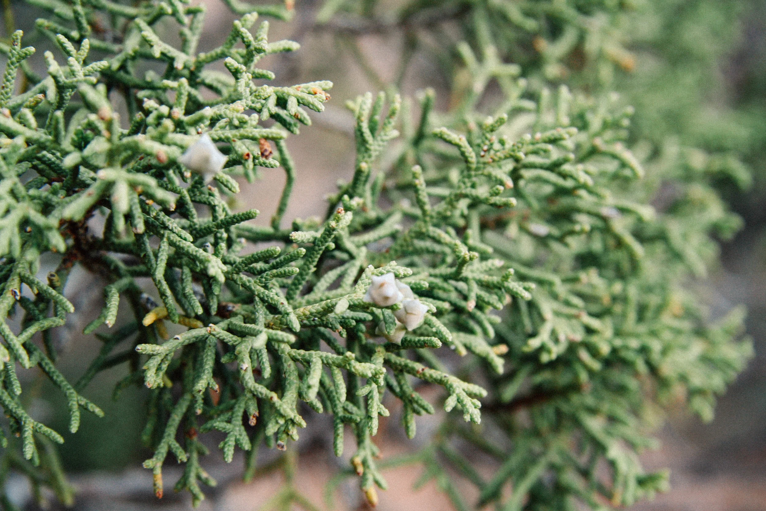 Utah Juniper, Juniperus osteosperma (Cupressaceae)