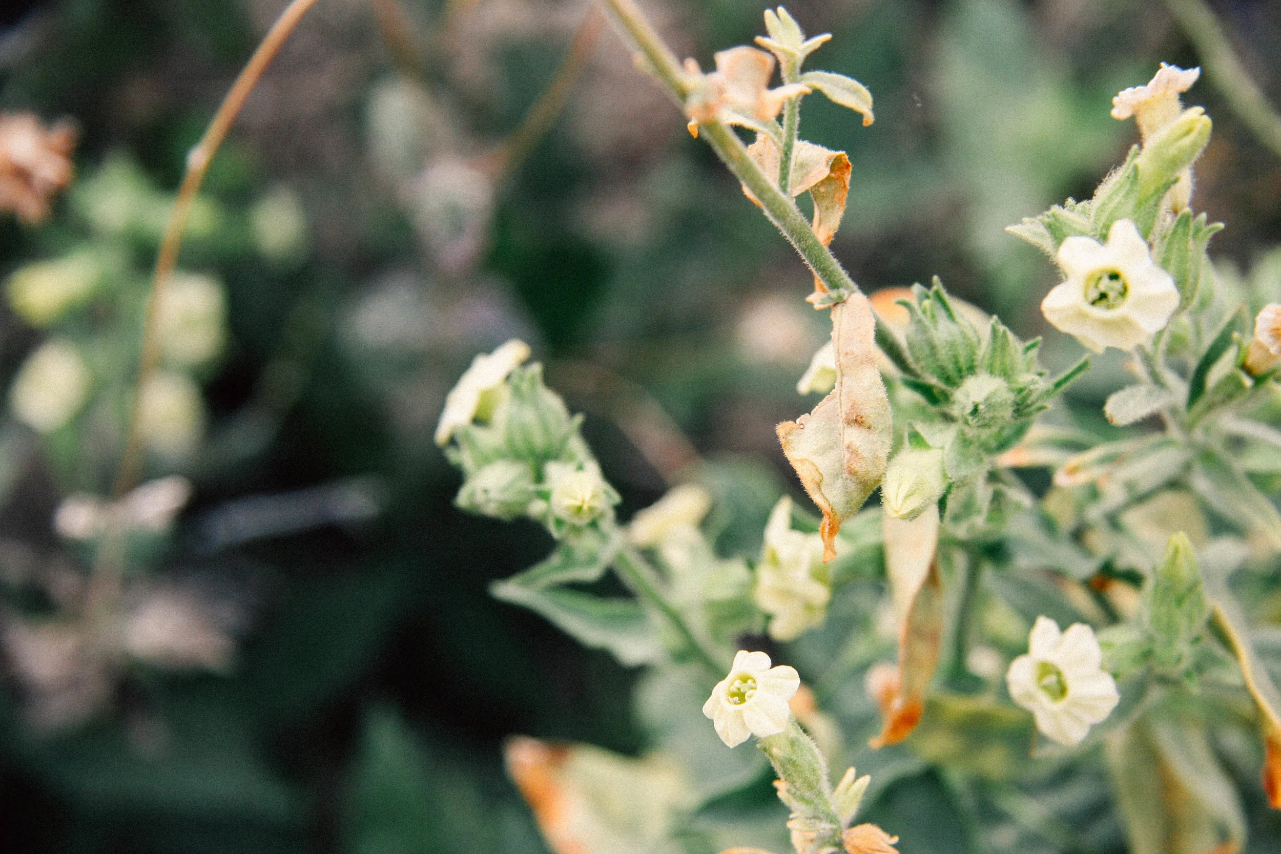 WIld Tobacco