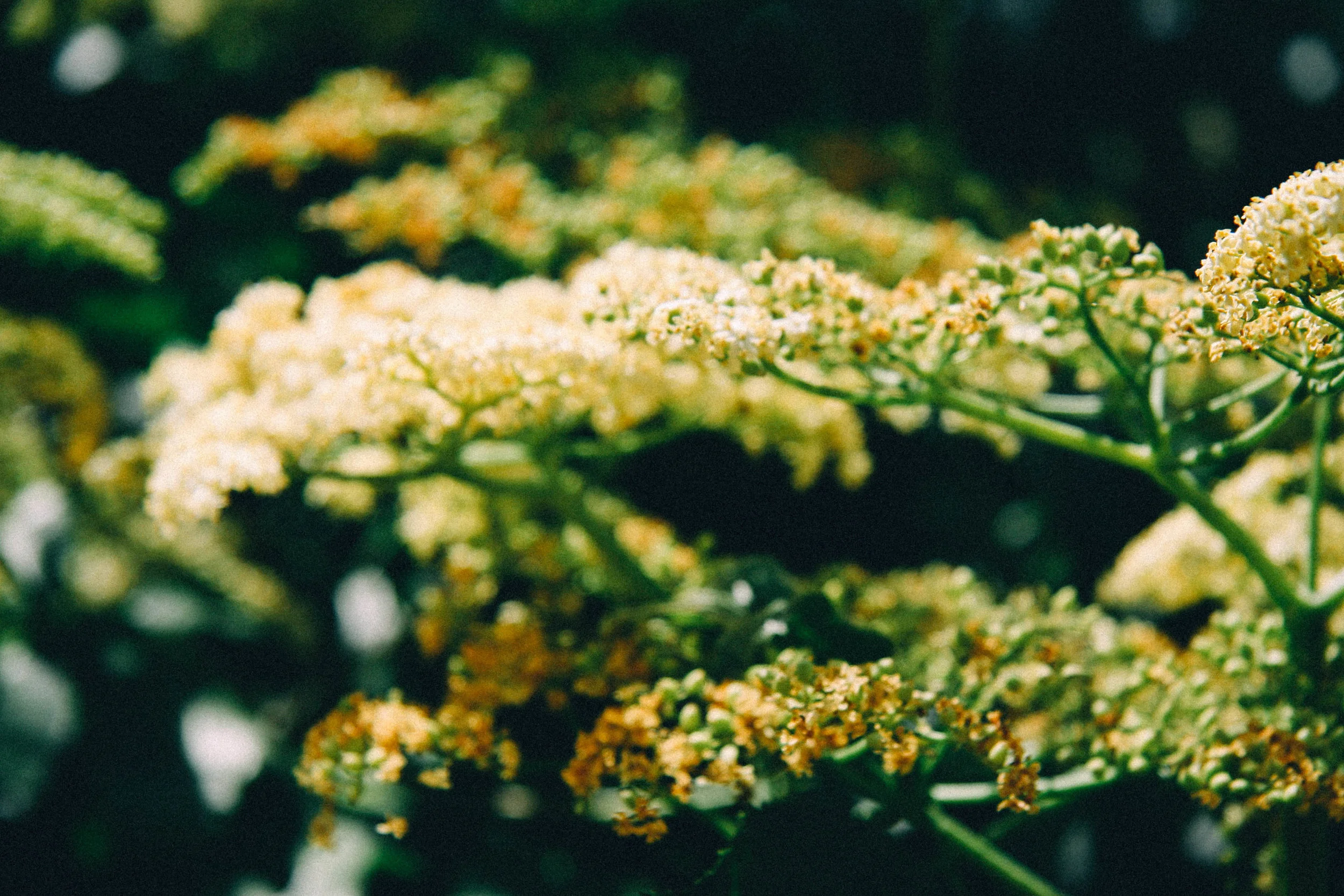 Blue Elder in flower, Rough and Ready, CA.