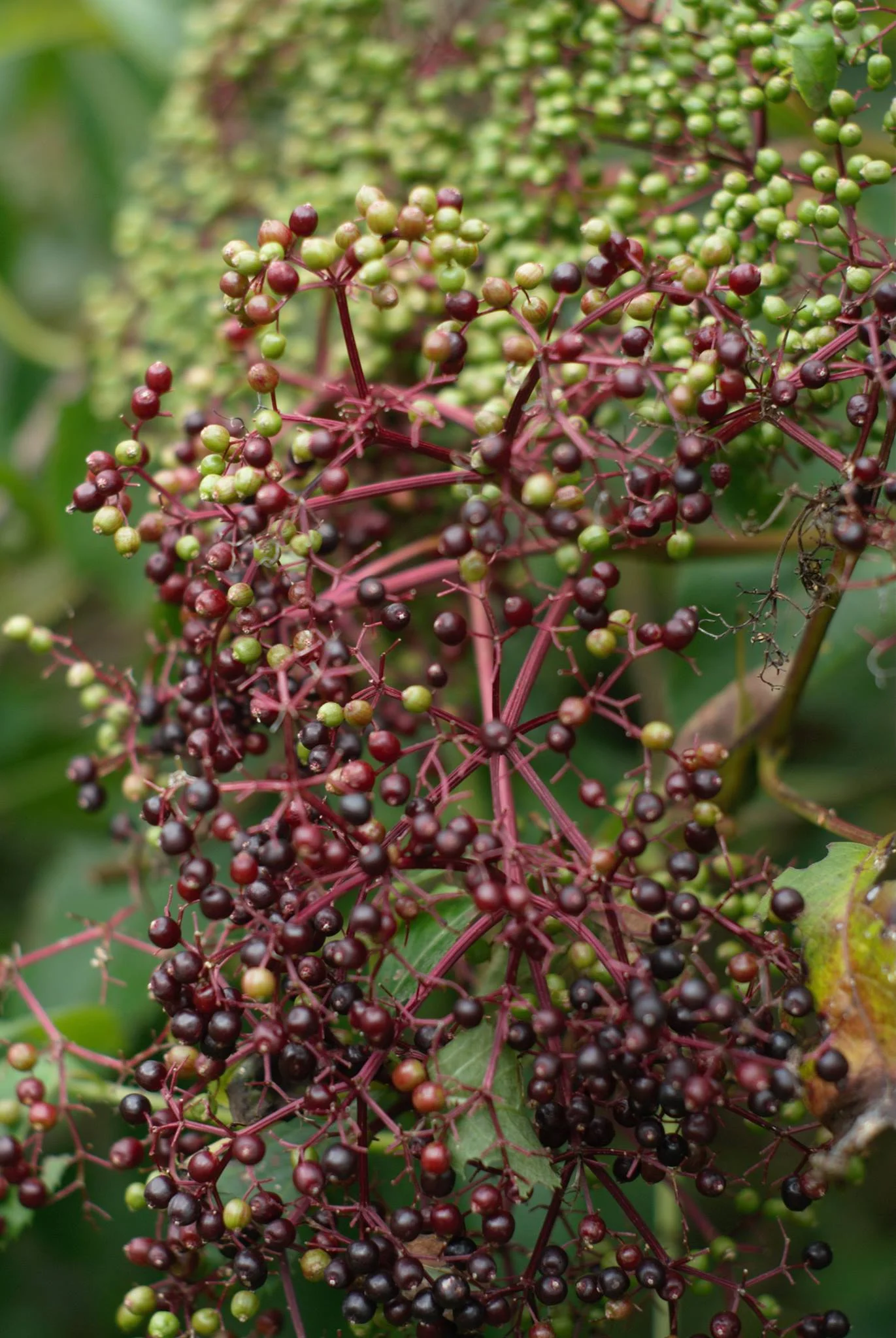 Elder berries in North Carolina? Photo credit: Madison Moore.