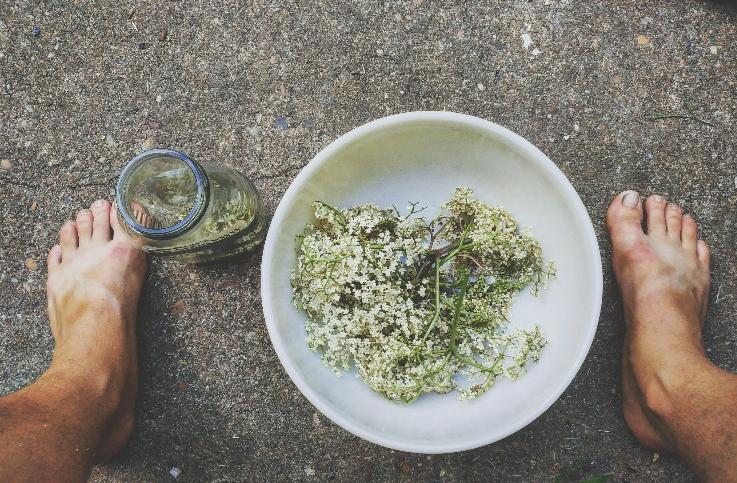Elderberry flowers in Virginia. Photo credit: Allie Hawley of Fiddlehead Farm and Apothecary .