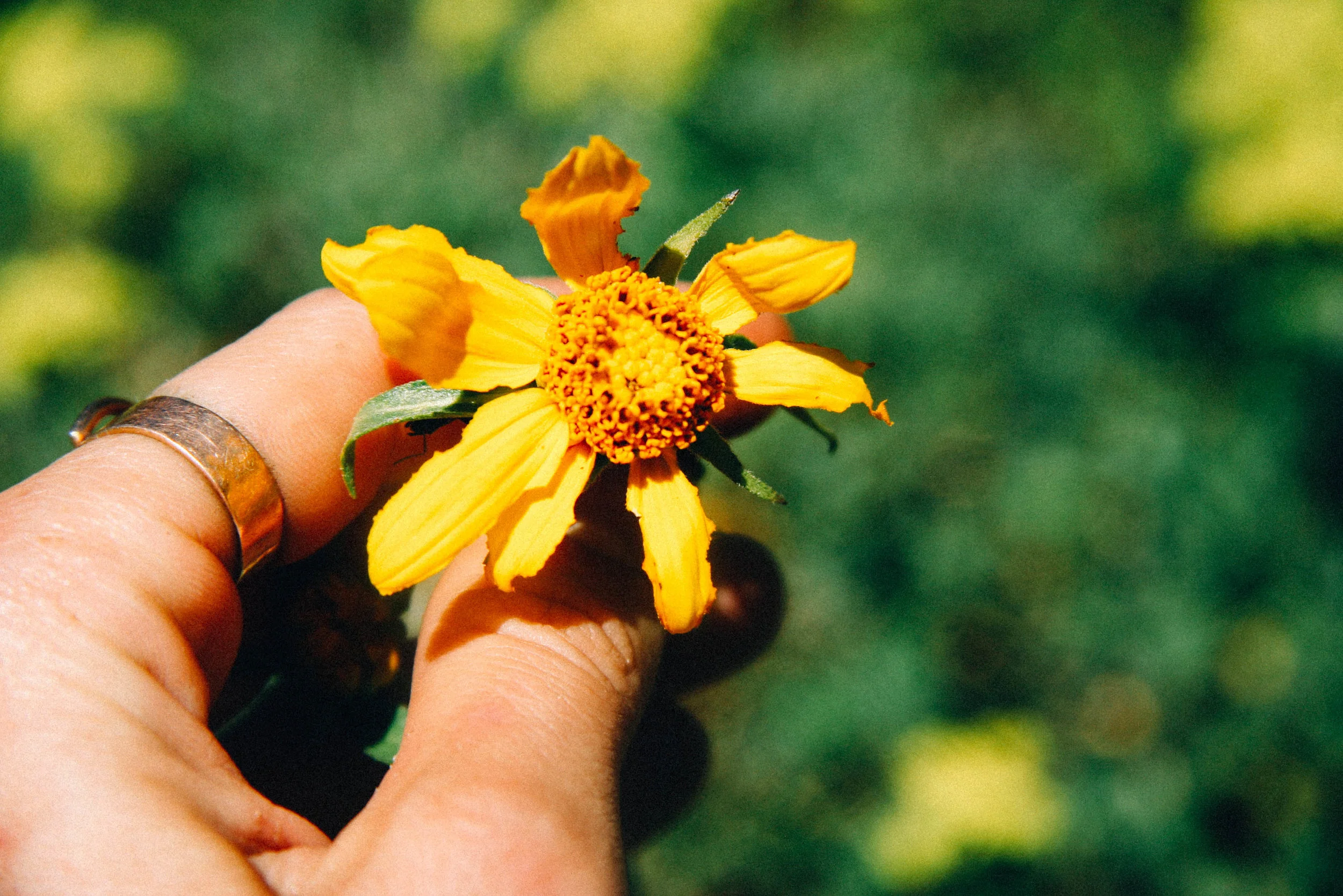 Mule’s Ears or Arnica - not sure ‘Darn Yellow Asters.’