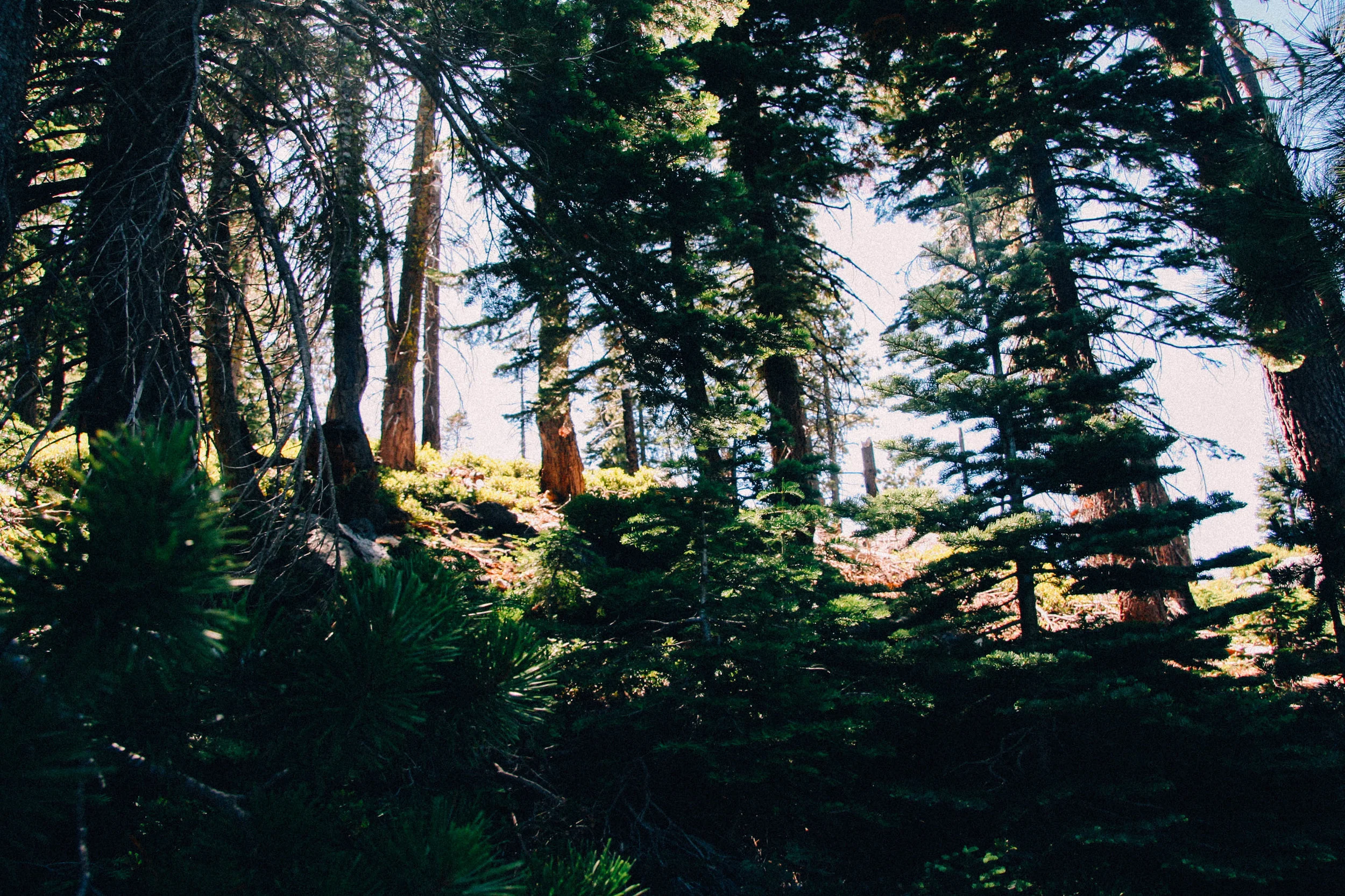 highsierraedits-91.jpg