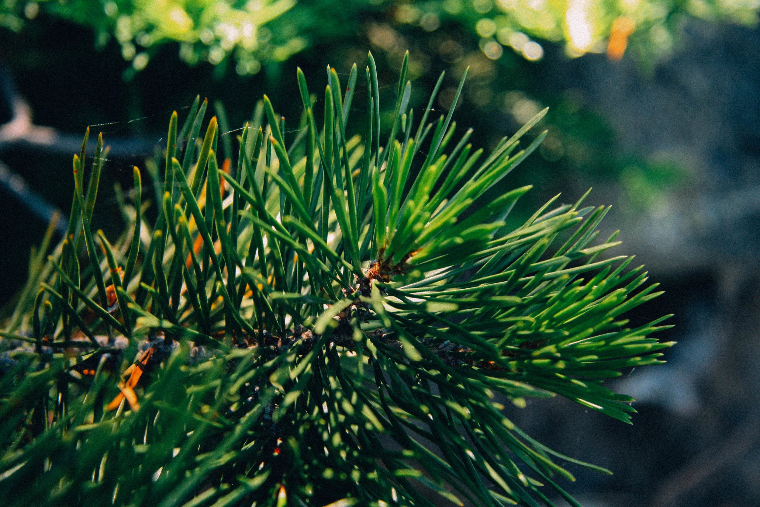 I believe I ID’d this as Lodgepole Pine - Pinus Contorta. Not totally positive. Shorter needles and high elevation has me thinking it is this over Jeffrey Pine, Ponderosa Pine , Sugar Pine (even shorter needles) . Hard to tell from photos how many needles are bundled together.