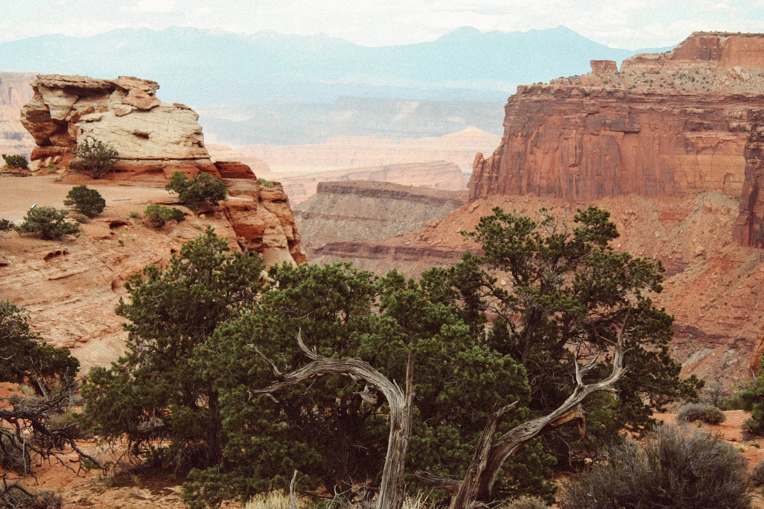 Piñon and Juniper in Utah, near Moab, Utah. 2017.