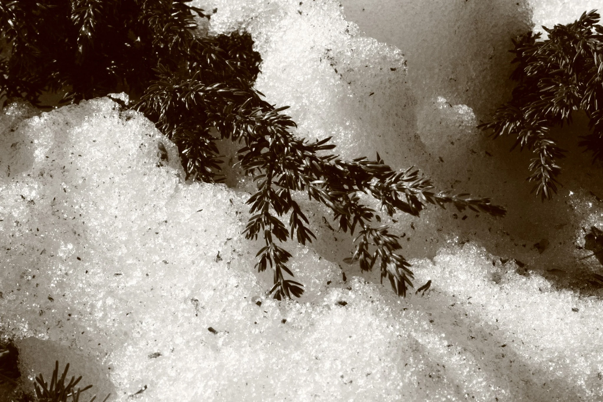 Likely Juniperus communis at Windblown Cross Country Skiing when I worked there as the ski shop manager for several winters. Somehow my brain remembered I had this picture stored somewhere. 2011? New Hampshire.