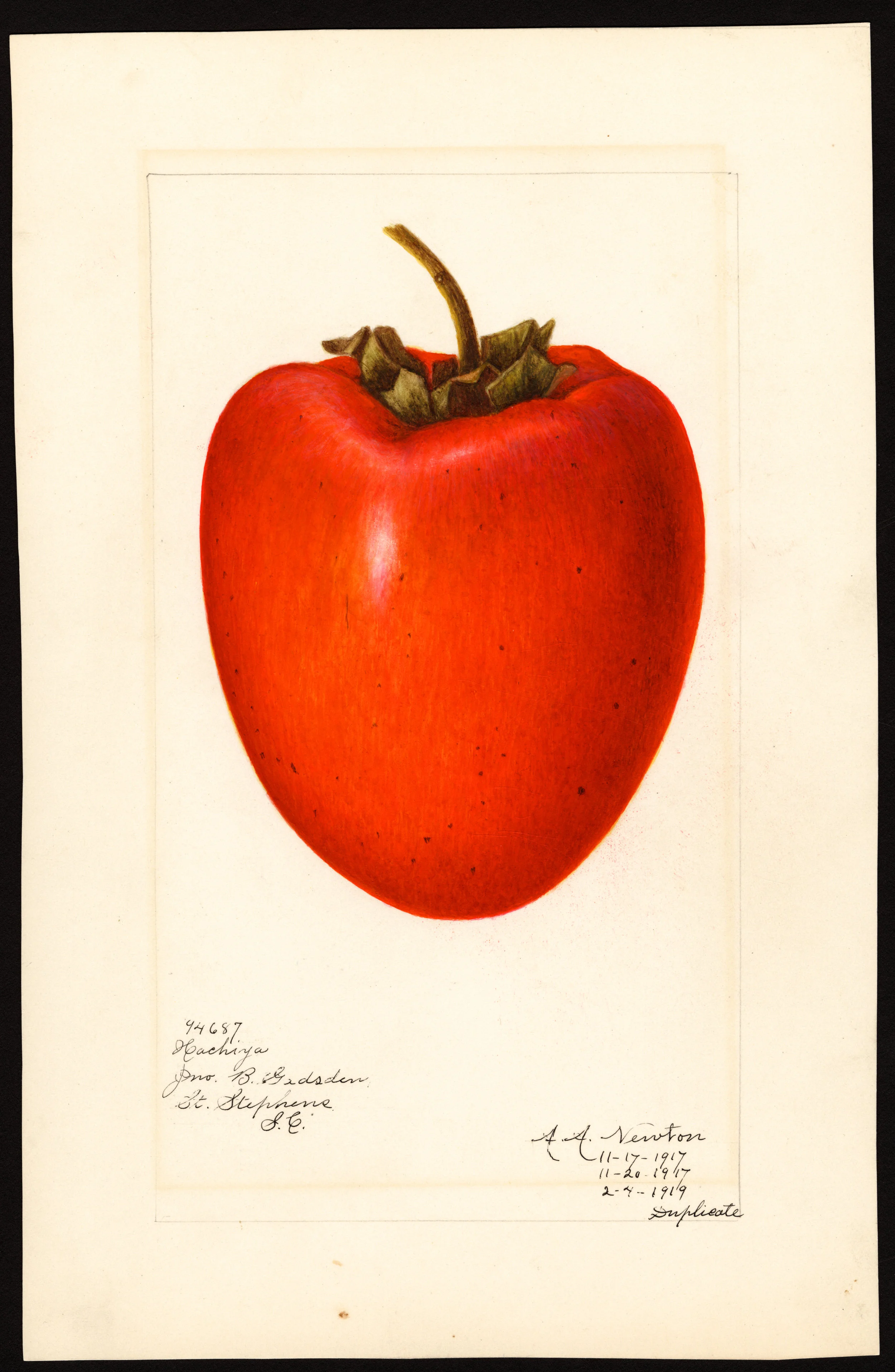 Japanese persimmon (variety Hachiya) - watercolor 1917 drawn by Amanda A. Newton (USDA)