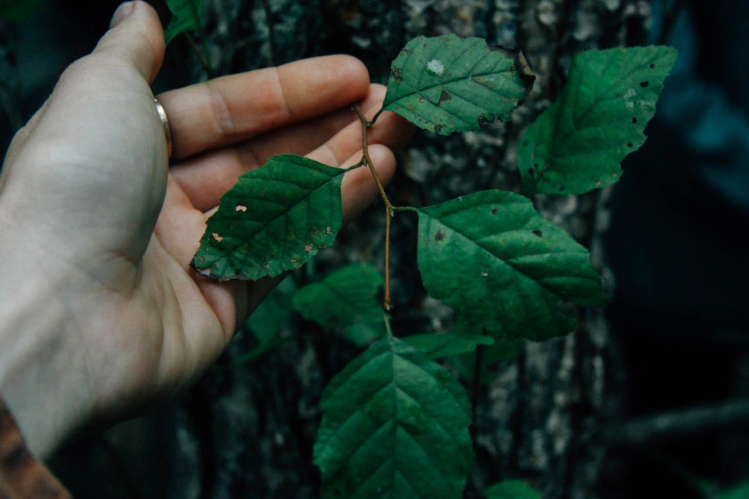 River Birch - Betula nigra