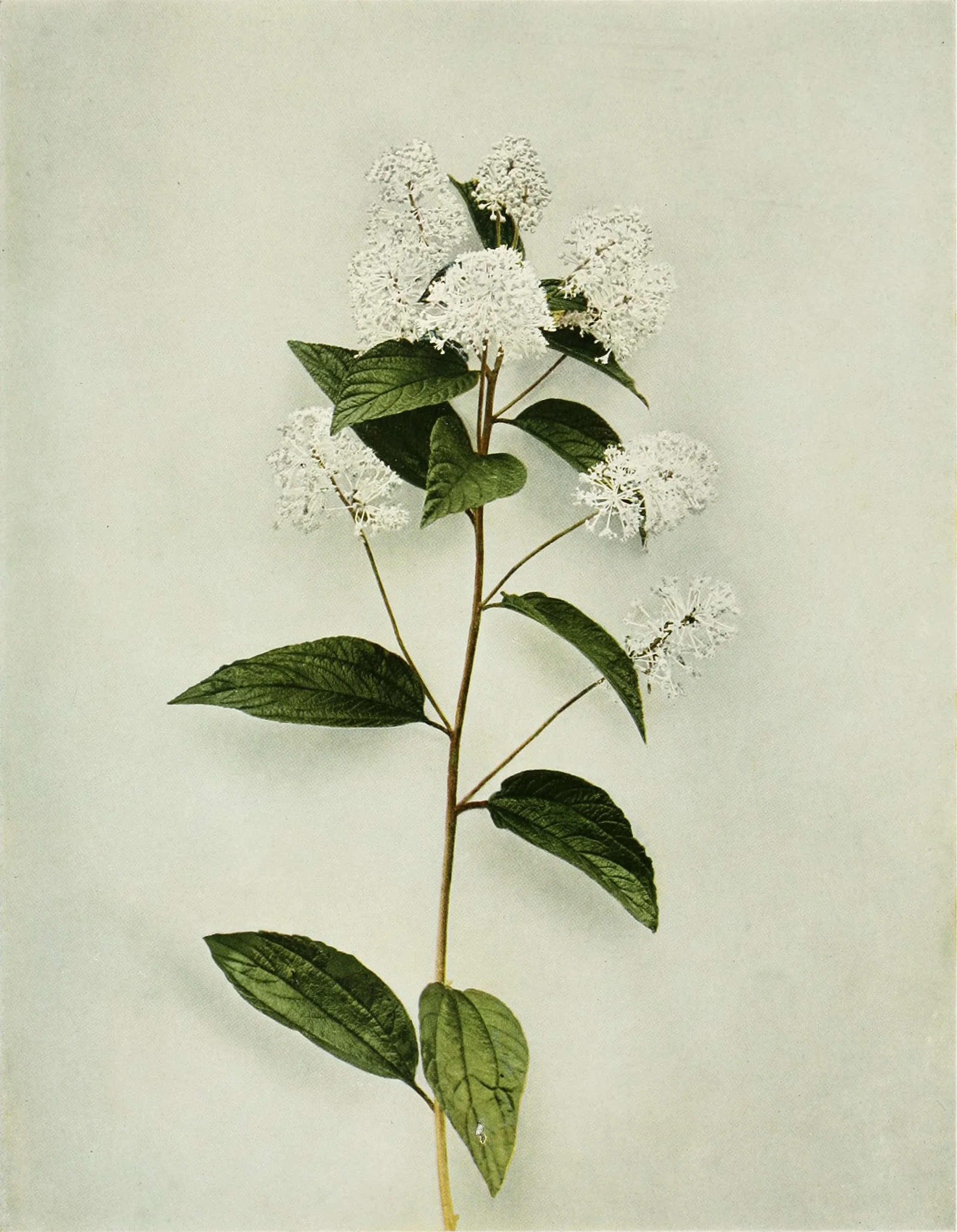 'The Redroots,' Ceanothus: A Plant Profile — of sedge & salt