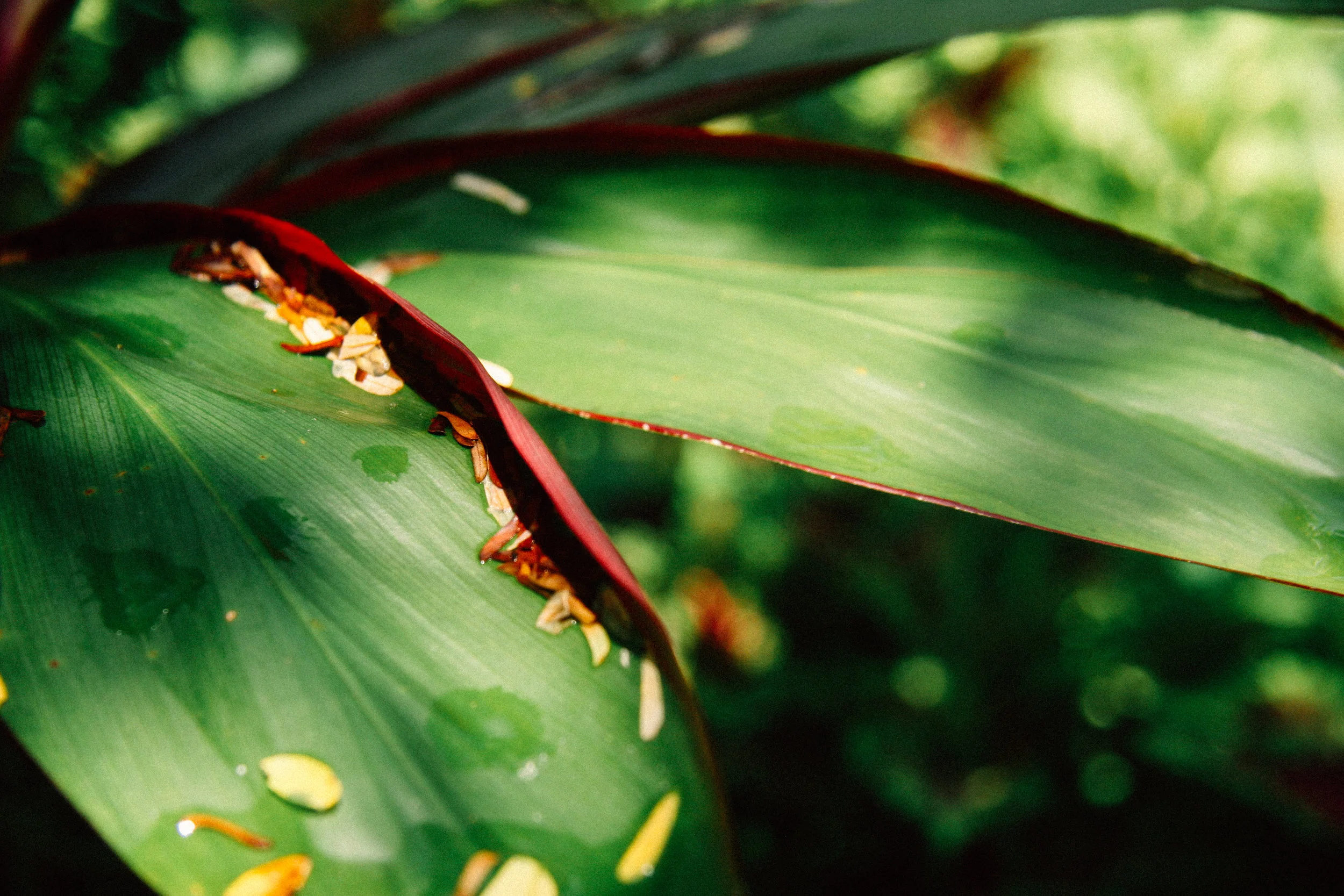 kī / ti, Cordyline fruticosa , (Agavaceae)