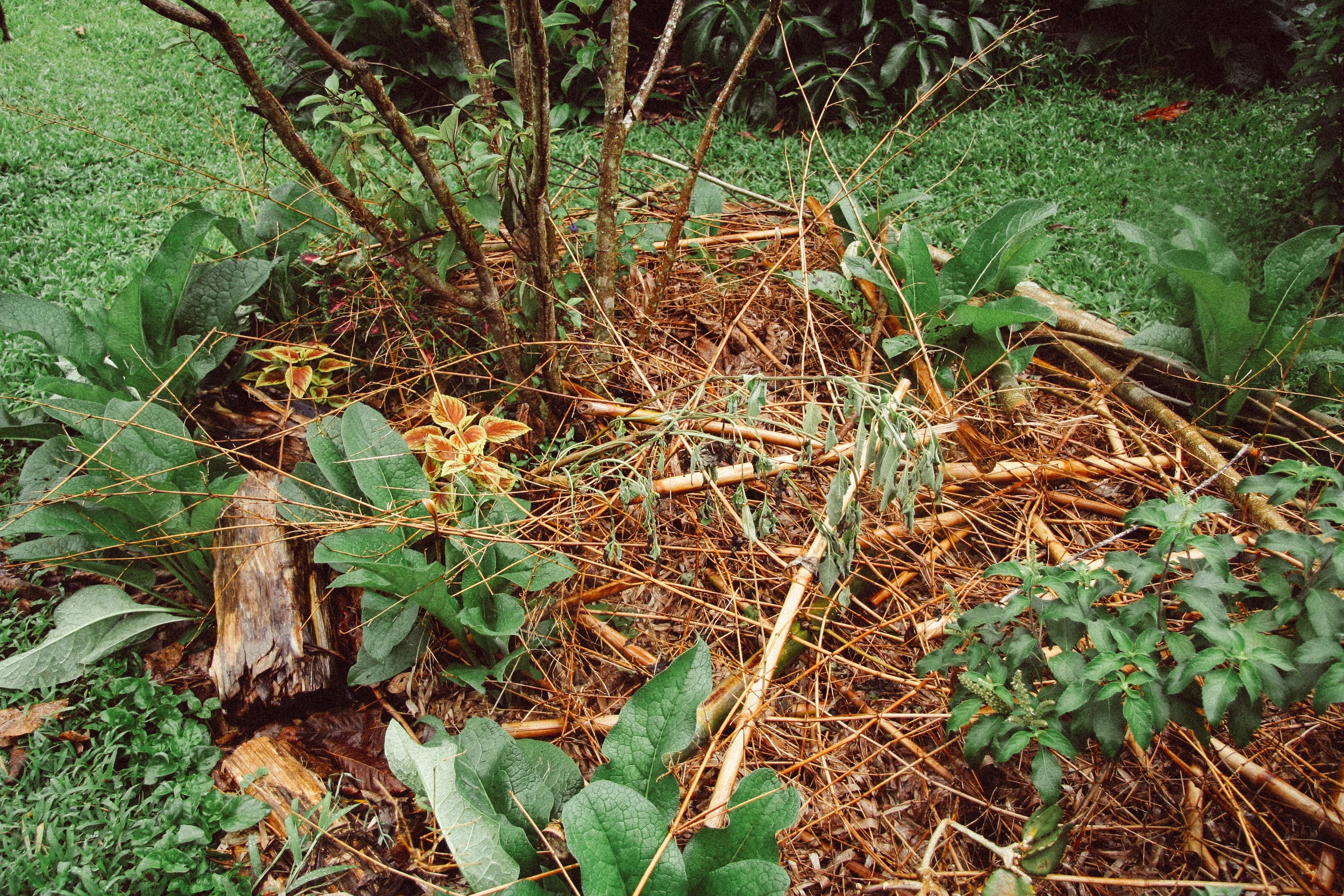 A guild with Coleus, Comfrey, Bush Basil, Māmaki tree. Mulched with bamboo and other plants to build soil and keep out chickens!