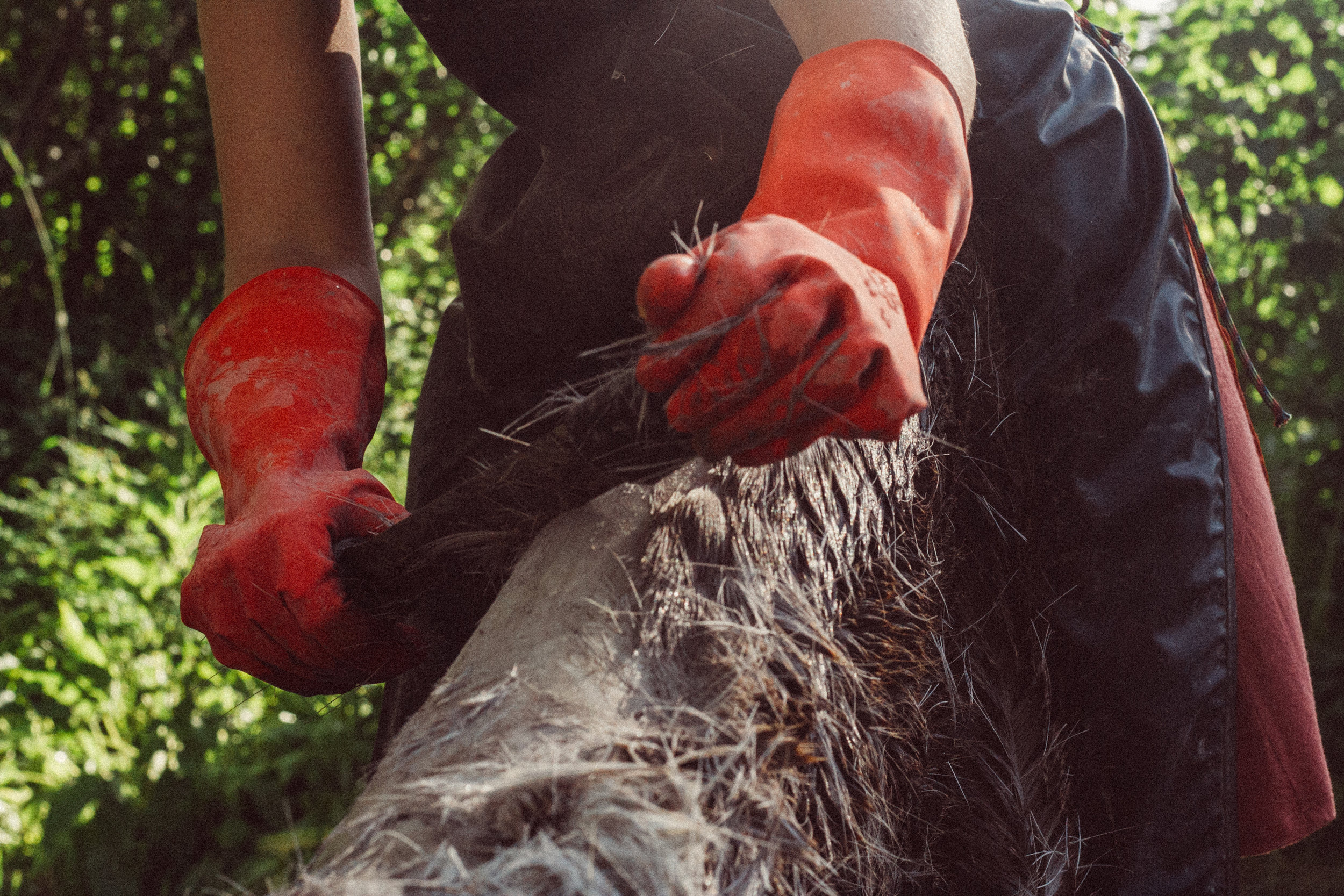 de-hairing and graining a hide