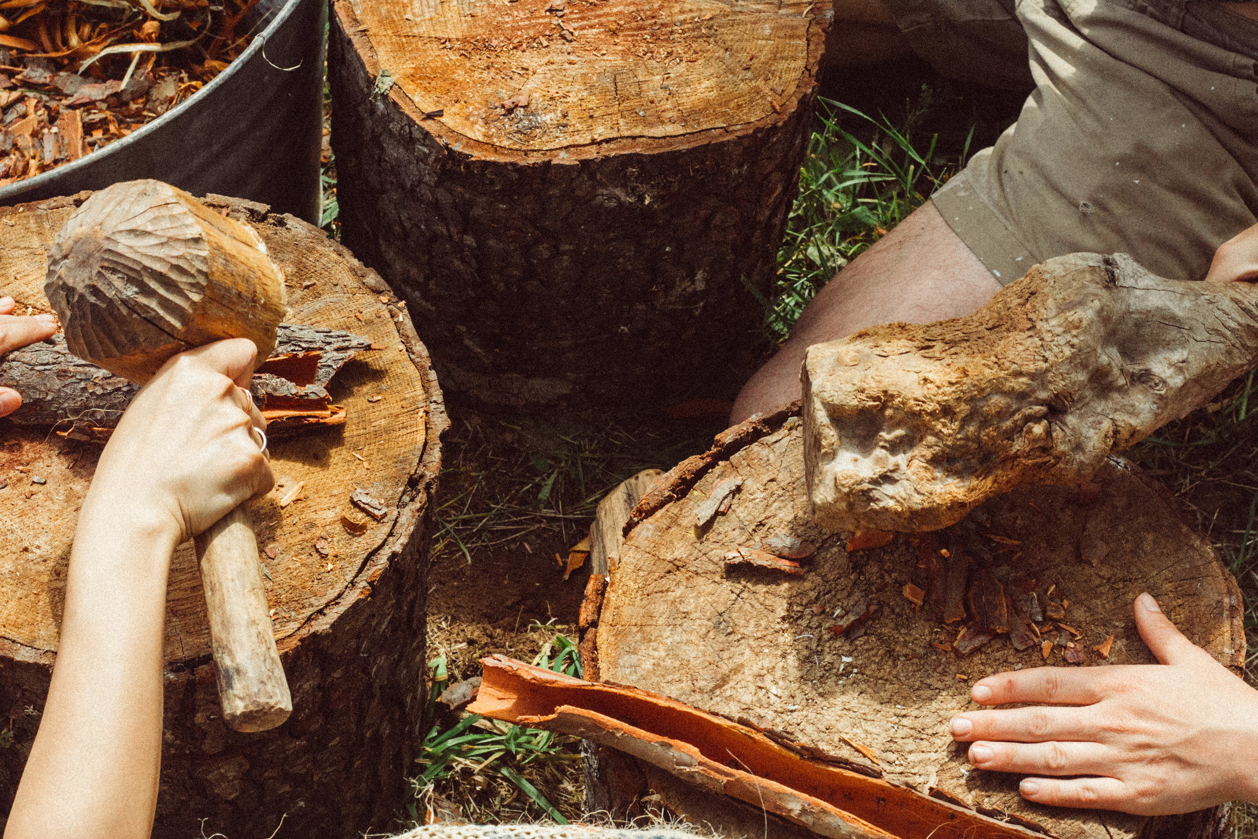 pounding Hemlock tree bark for bark-tanning, we also used artichoke leaves, douglas fir bark in our tanning