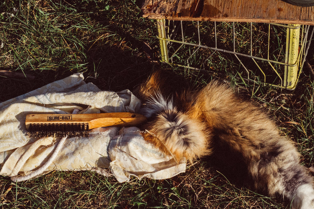 fox pelt