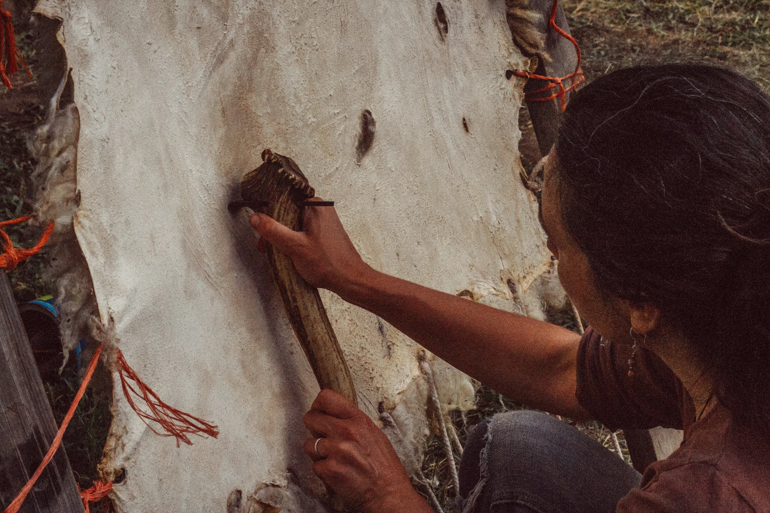 using a kind of dry-scrape tool to get membrane off of a sheepskin