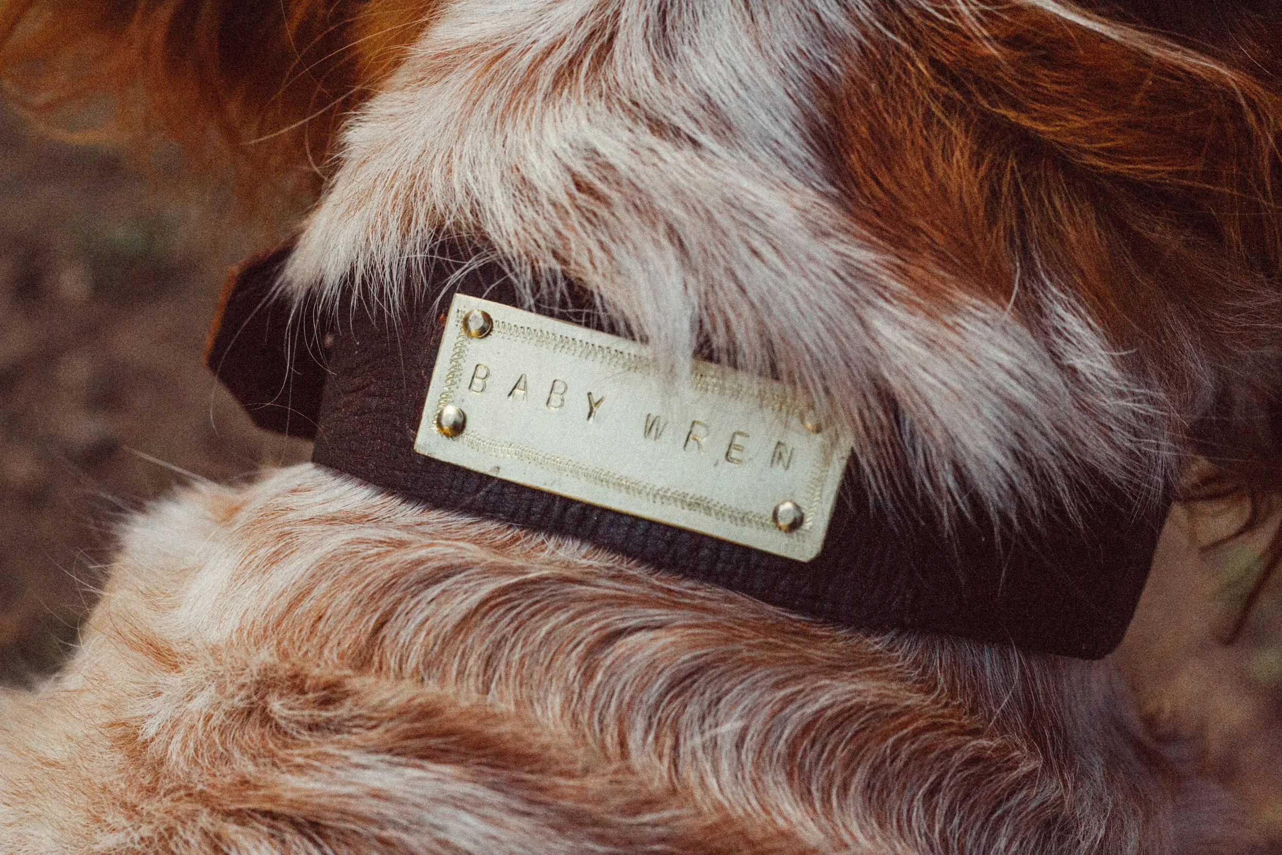 a dog collar made from our bark tanned leather for Wren the dog!