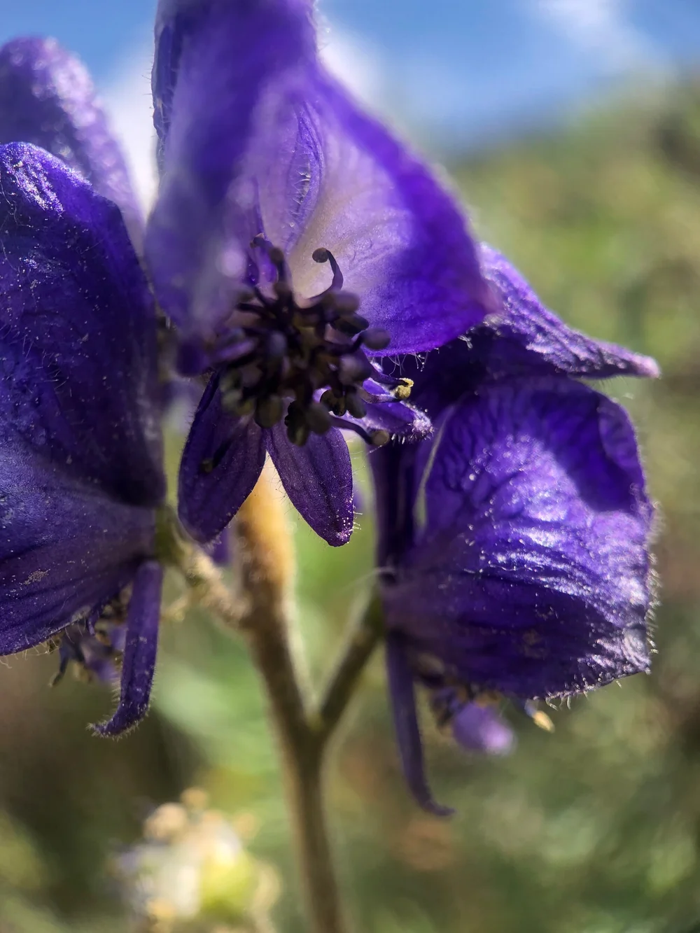 Monkshood - Aconitum spp. (Ranunculaceae)