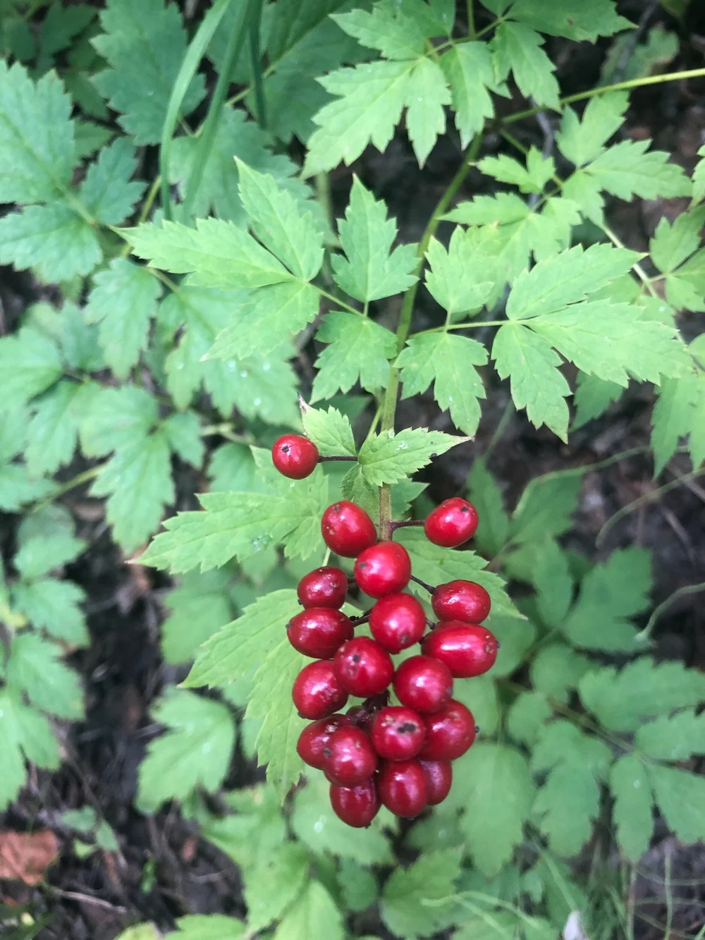 Baneberry - Actaea rubra (Ranunculaceae) 