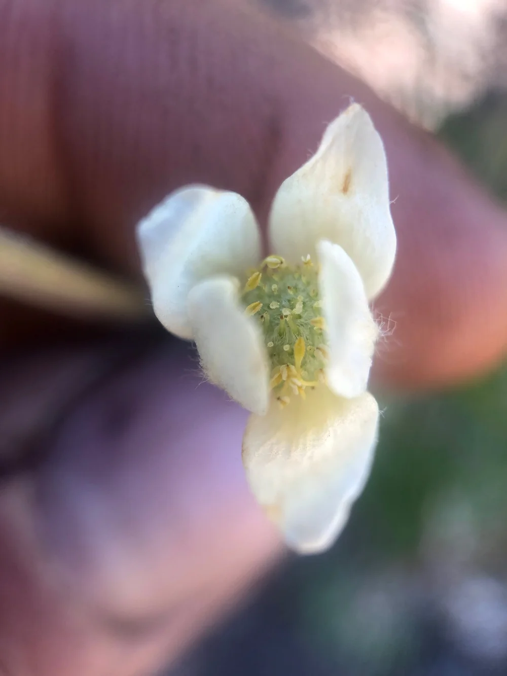 Anenome spp. ( Ranunculaceae)