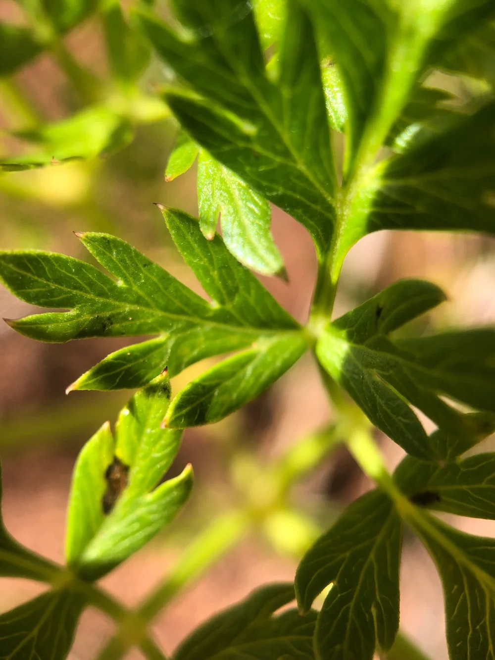 Western Osha- Ligusticum porteri (Apiaceae)