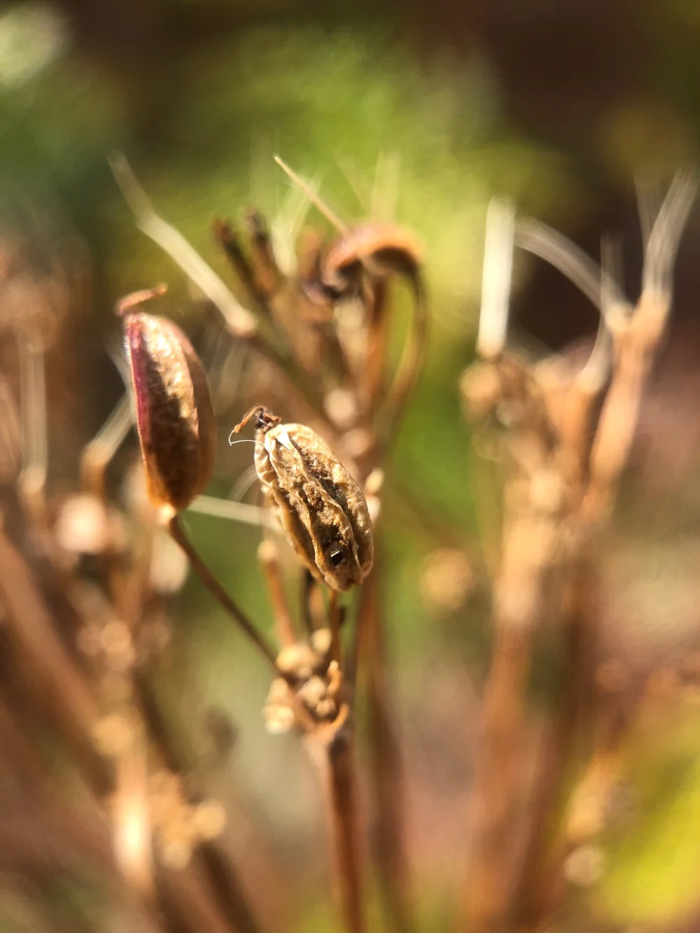 Western Osha- Ligusticum porteri (Apiaceae) seeds