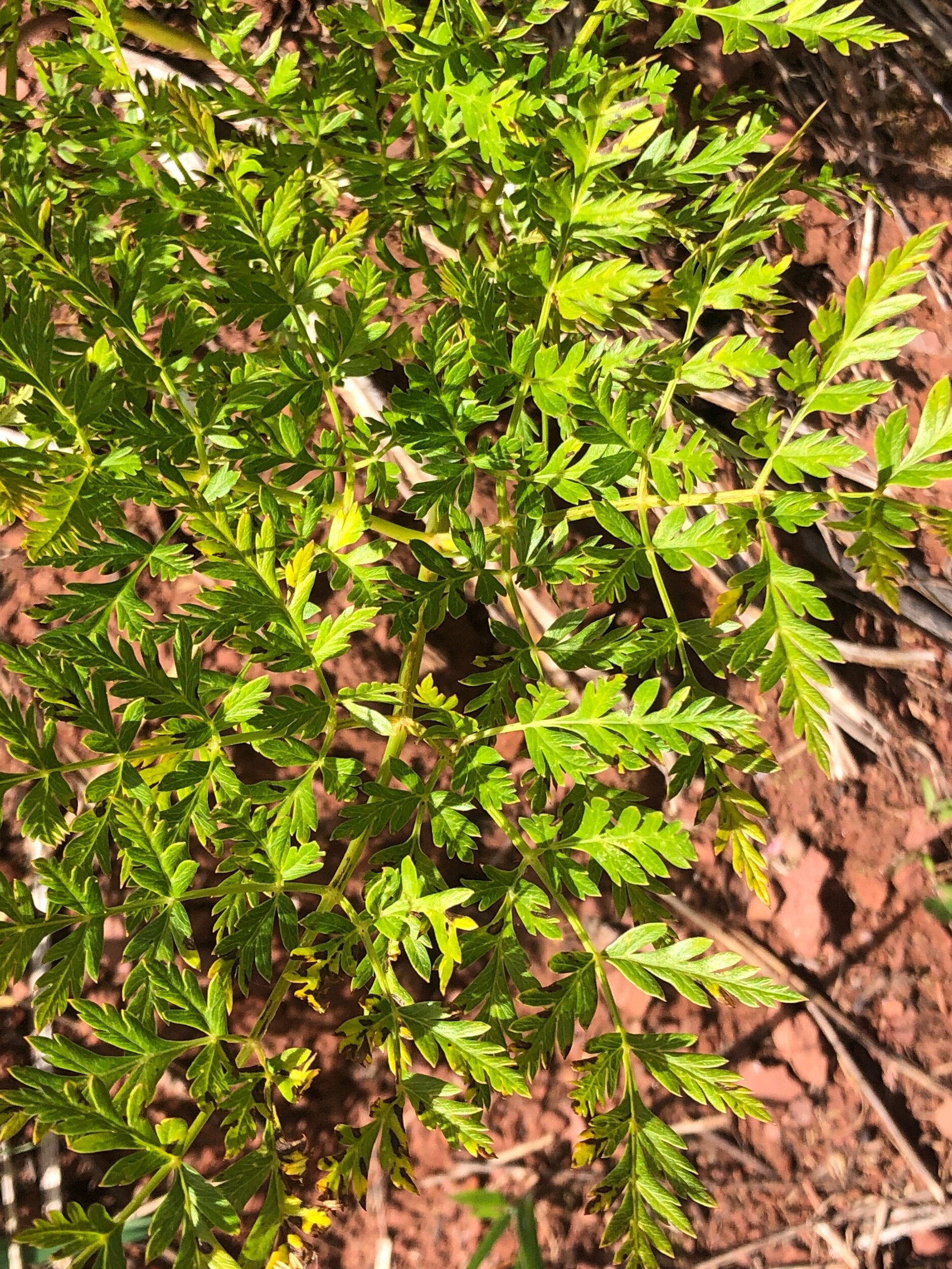 Western Osha- Ligusticum porteri (Apiaceae)