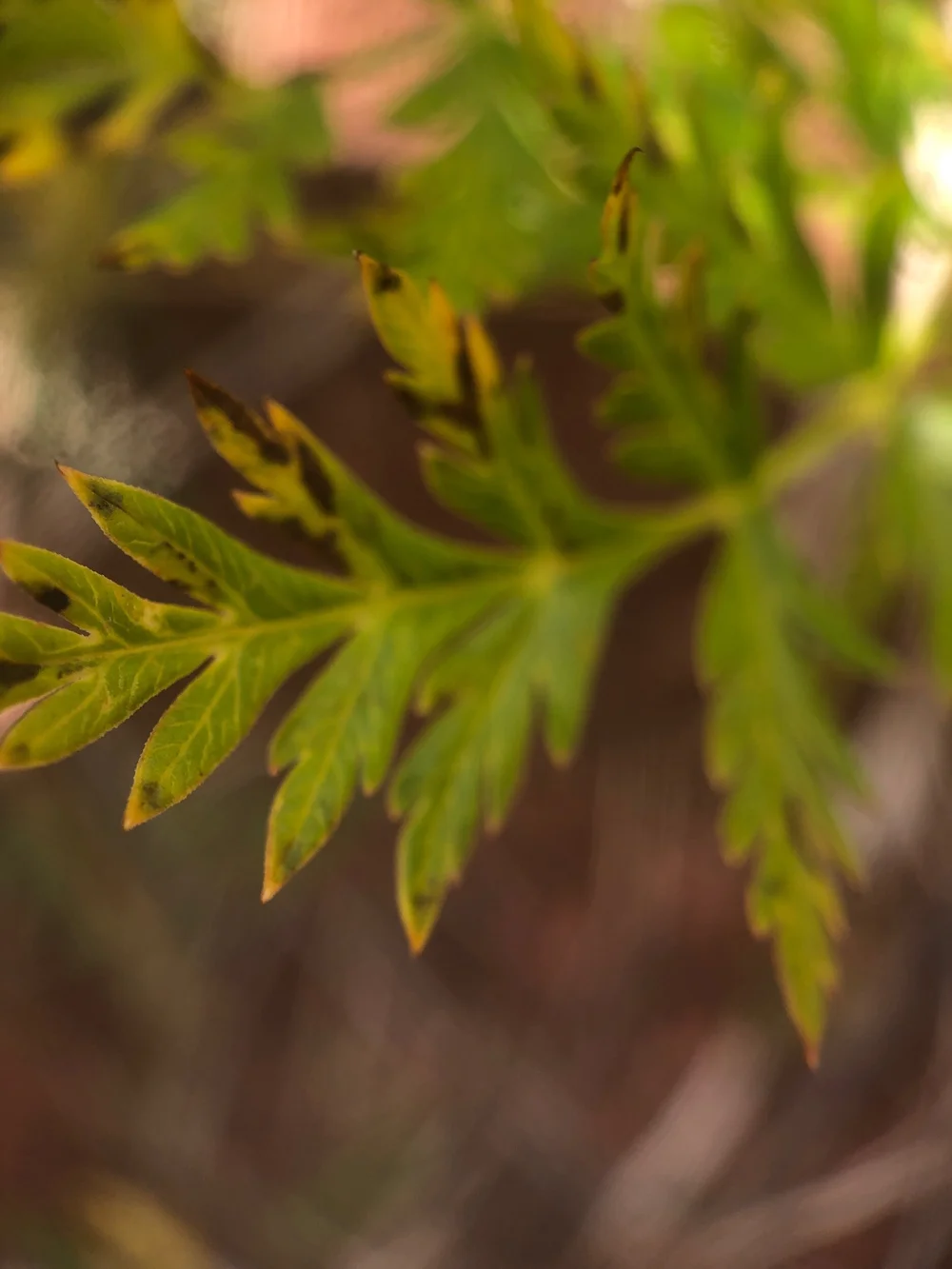 Western Osha- Ligusticum porteri (Apiaceae)