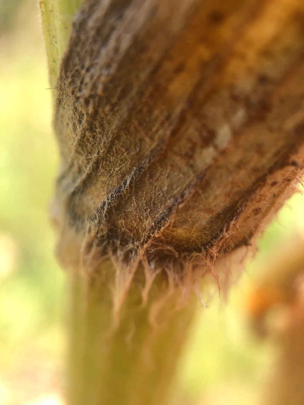 Cow Parsnip - Heracleum maximum (Apiaceae)
