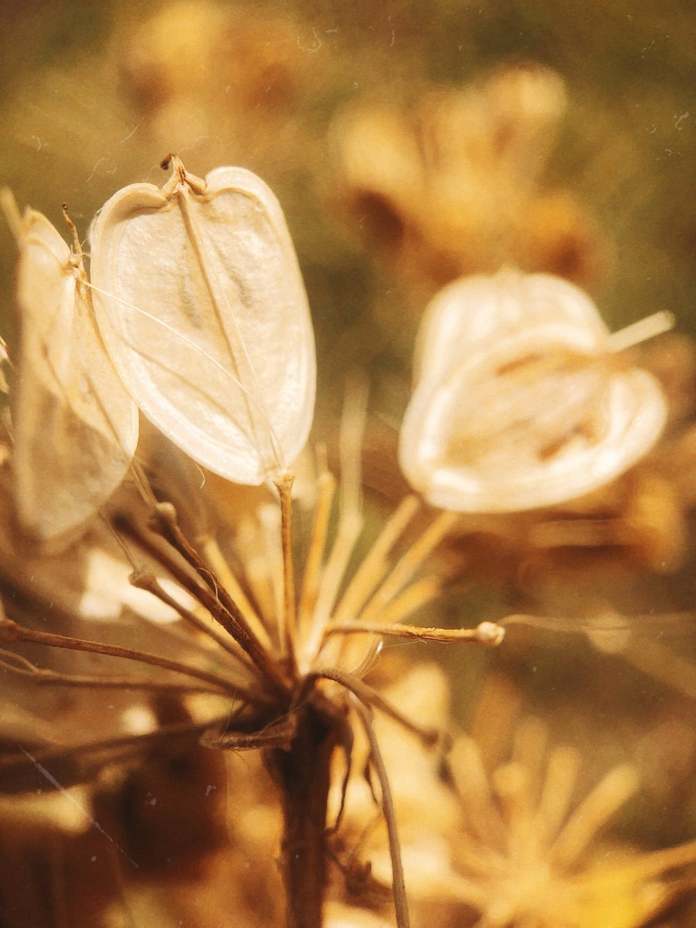 Cow Parsnip - Heracleum maximum (Apiaceae)