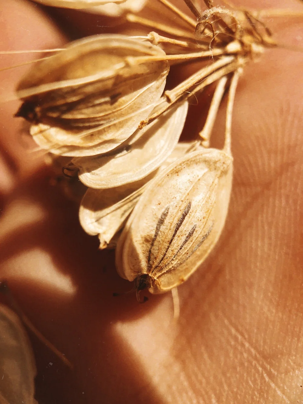 Cow Parsnip - Heracleum maximum (Apiaceae)