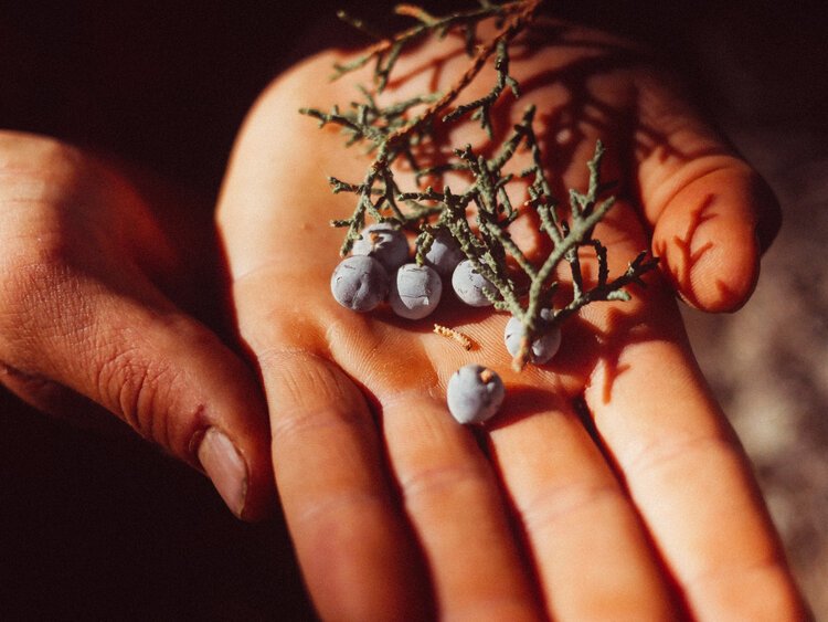Western Colorado Ecology Immersion: Mid-Elevation Piñon Juniper Ecology Study, Week 1