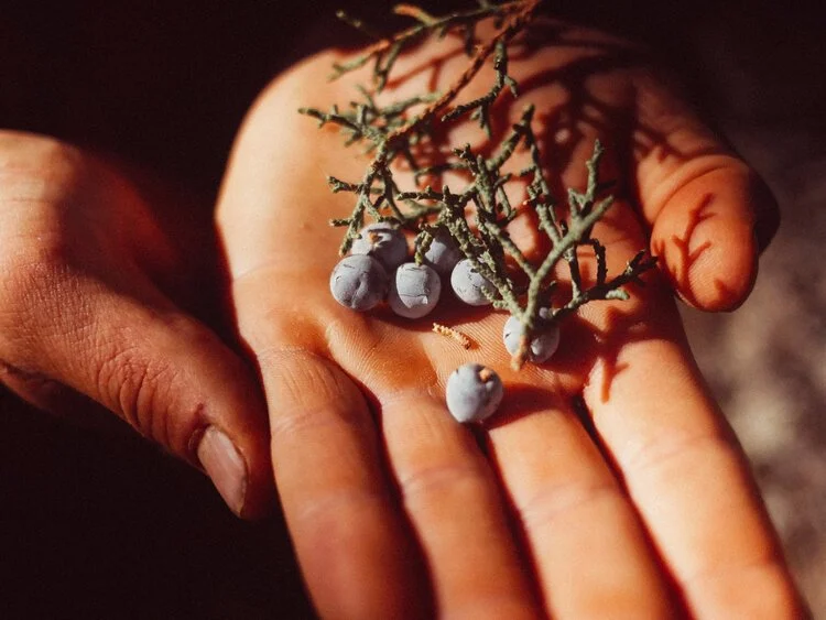 Western Colorado Ecology Immersion: Mid-Elevation Piñon Juniper Ecology Study, Week 2