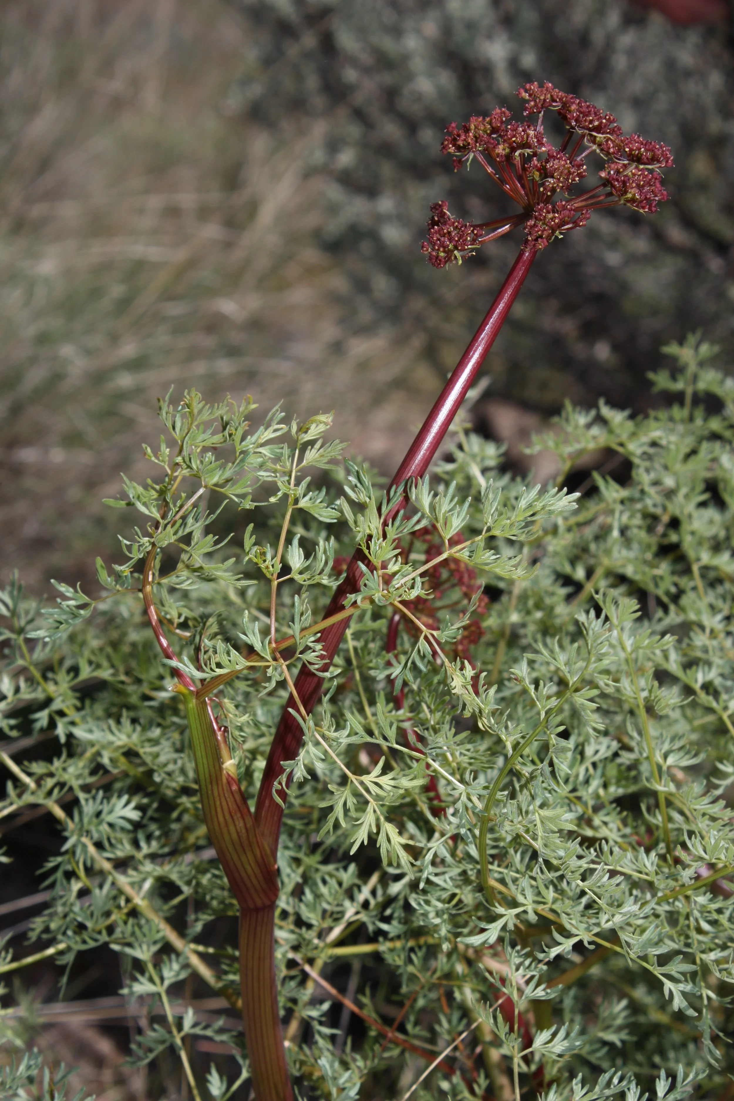Lomatium_dissectum_4087.jpeg