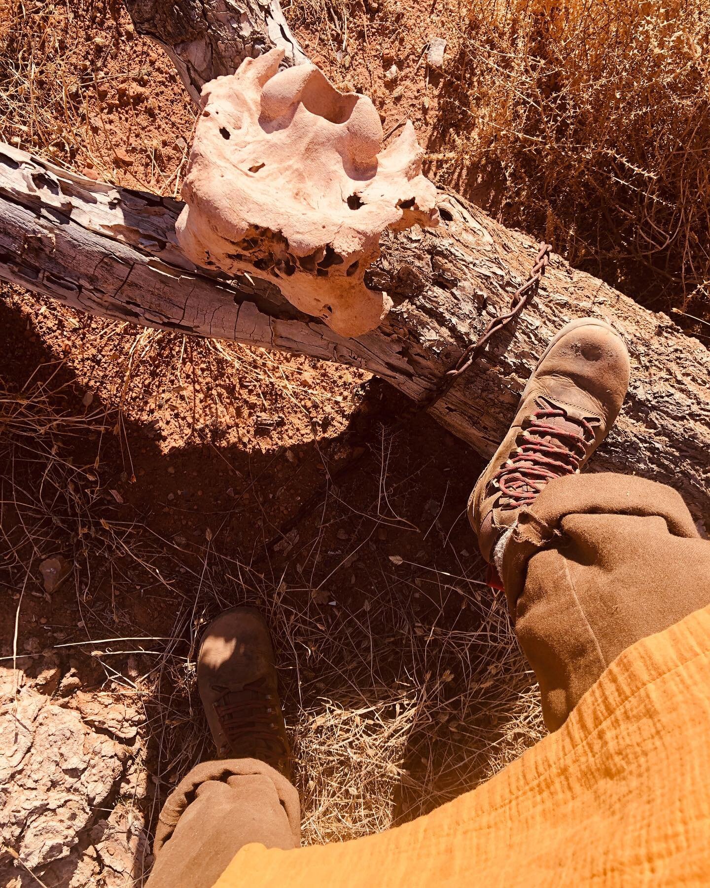 Dom&iacute;nguez Canyon on a mild winter day. Finally made it to the homestead site but didn&rsquo;t see the feral goji berries. Did see some pack rat nests and old tools and a neat wood cook stove, some Biscuitroots even leafing out, which seemed st