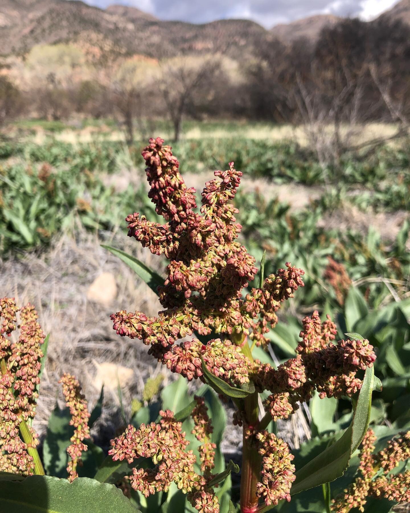 Bioregional Tannins Class 
5:30-7 MST 4/18

Im hosting an online seminar surveying plants containing tannins across Turtle Island for Natural Dyers, Hide Tanners and Herbalists and sharing how to use them in order to connect to the plants as they int