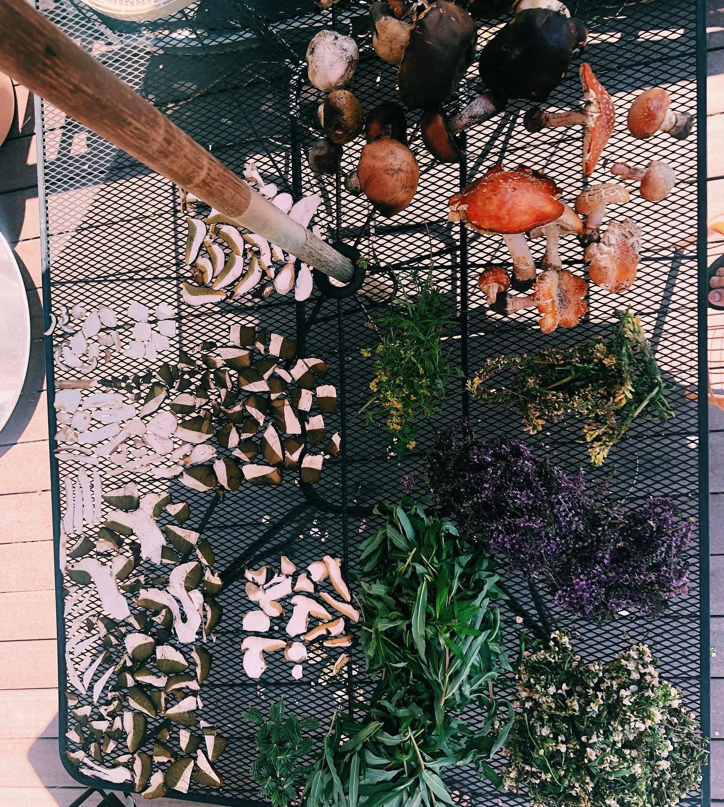 Yesterdays haul of &lsquo;wild&rsquo; food, medicine and sort of poison. 
&hellip;
It&rsquo;s already a good mushroom season here in the high country which means August is going to be even more amazing. 
.. 
here&rsquo;s what I gathered with a few fr