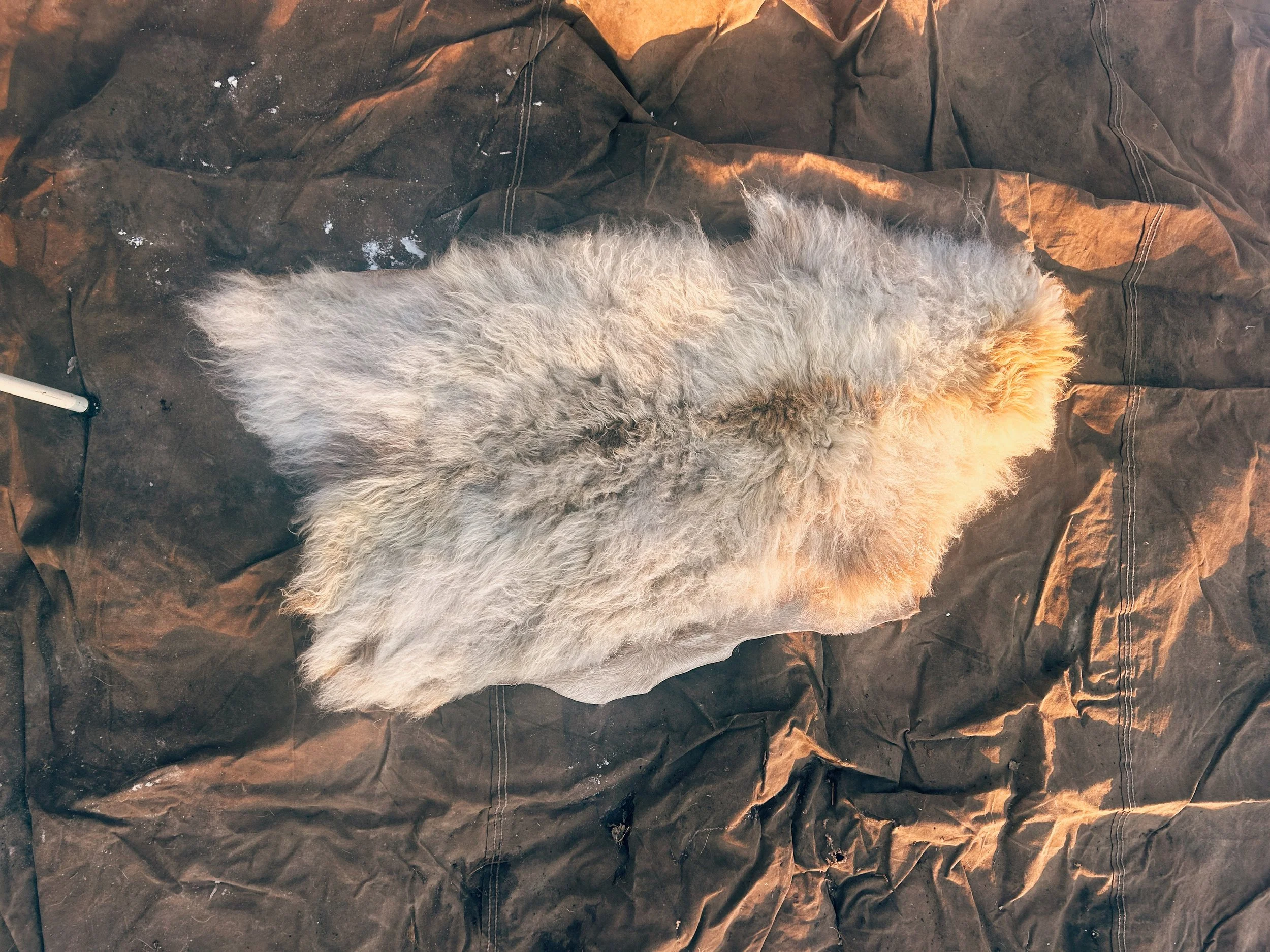 Sheep hide "Sandy Rose'