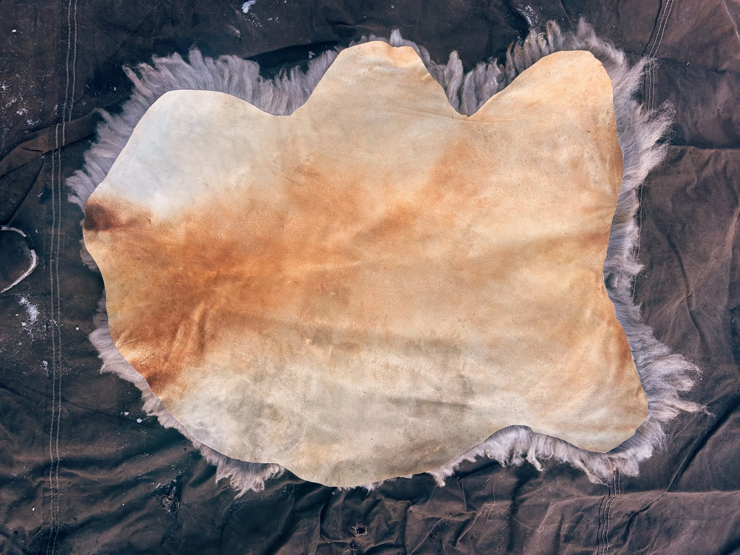 Sheep hide "Heretic"