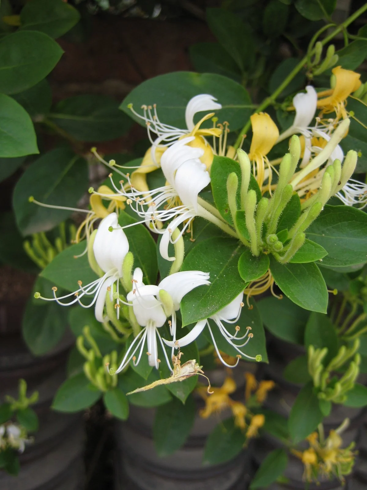 Lonicera_japonica_03.jpeg